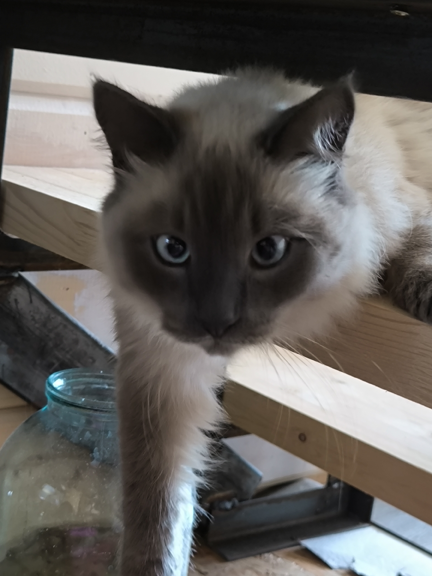 A Siamese cat with blue eyes is looking down from a wooden structure, possibly a staircase or shelf. Its front paw is extended downwards, with its fur appearing fluffy. Below the cat, to the left, is a large glass jar with a greenish tint, partially filled with a murky liquid. The background is blurred, showing wooden planks and metal objects, suggesting an indoor or workshop environment. The image appears to be taken in the city of Октябрьский, Russia.