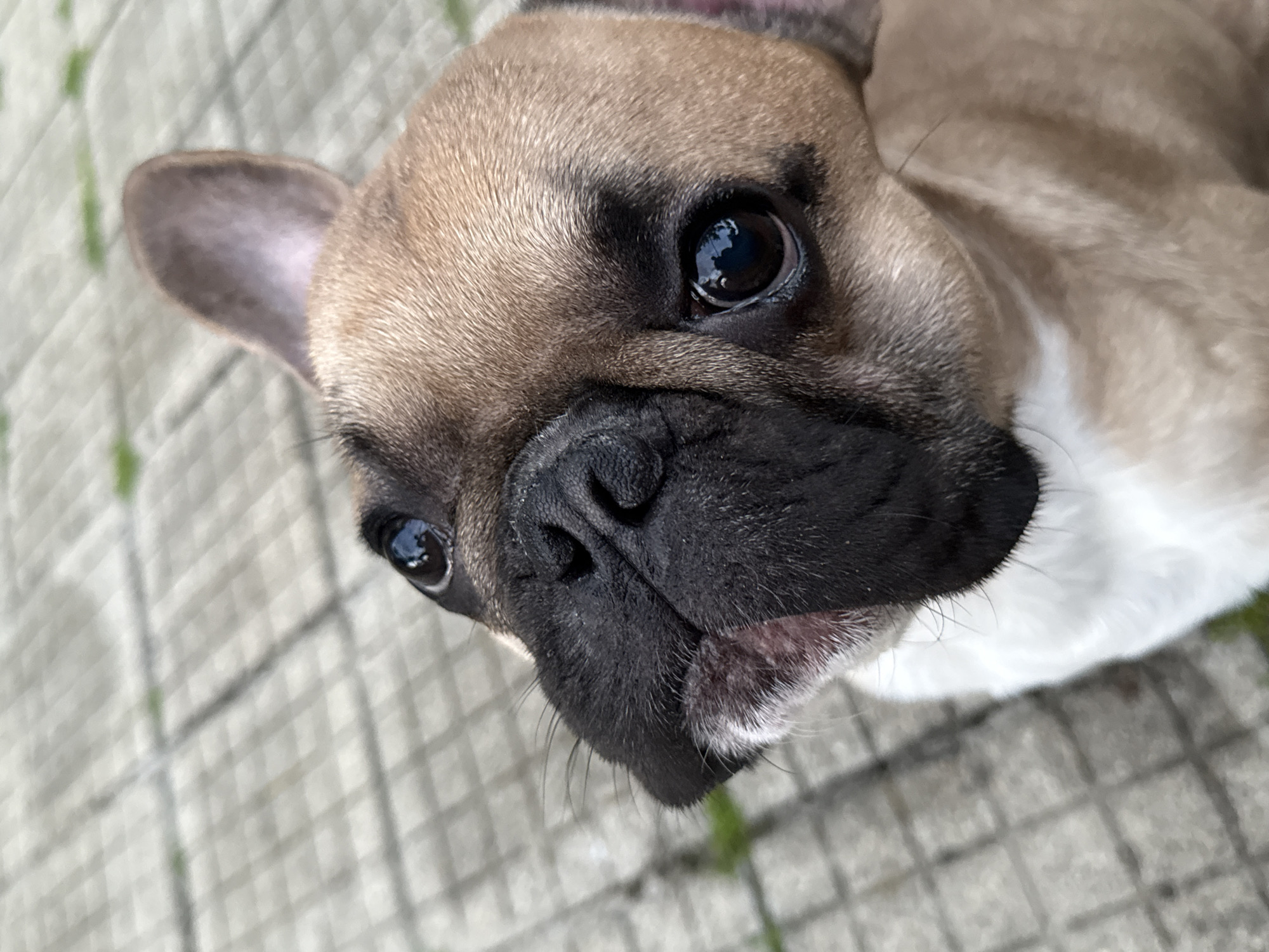 The image displays a fawn French Bulldog with a black facial mask and a white chest, positioned outdoors in the city of Klisura, Bulgaria. The dog is looking upwards and slightly to its left, with its large, dark, reflective eyes in sharp focus. Its prominent black nose and visible whiskers are also clearly defined. One ear is erect, while the other is partially visible. The background consists of a light grey paved surface, constructed from square or rectangular pavers with distinct seams, interspersed with minimal green vegetation in the cracks. The background is rendered with a shallow depth of field, indicating the dog's face as the primary subject.