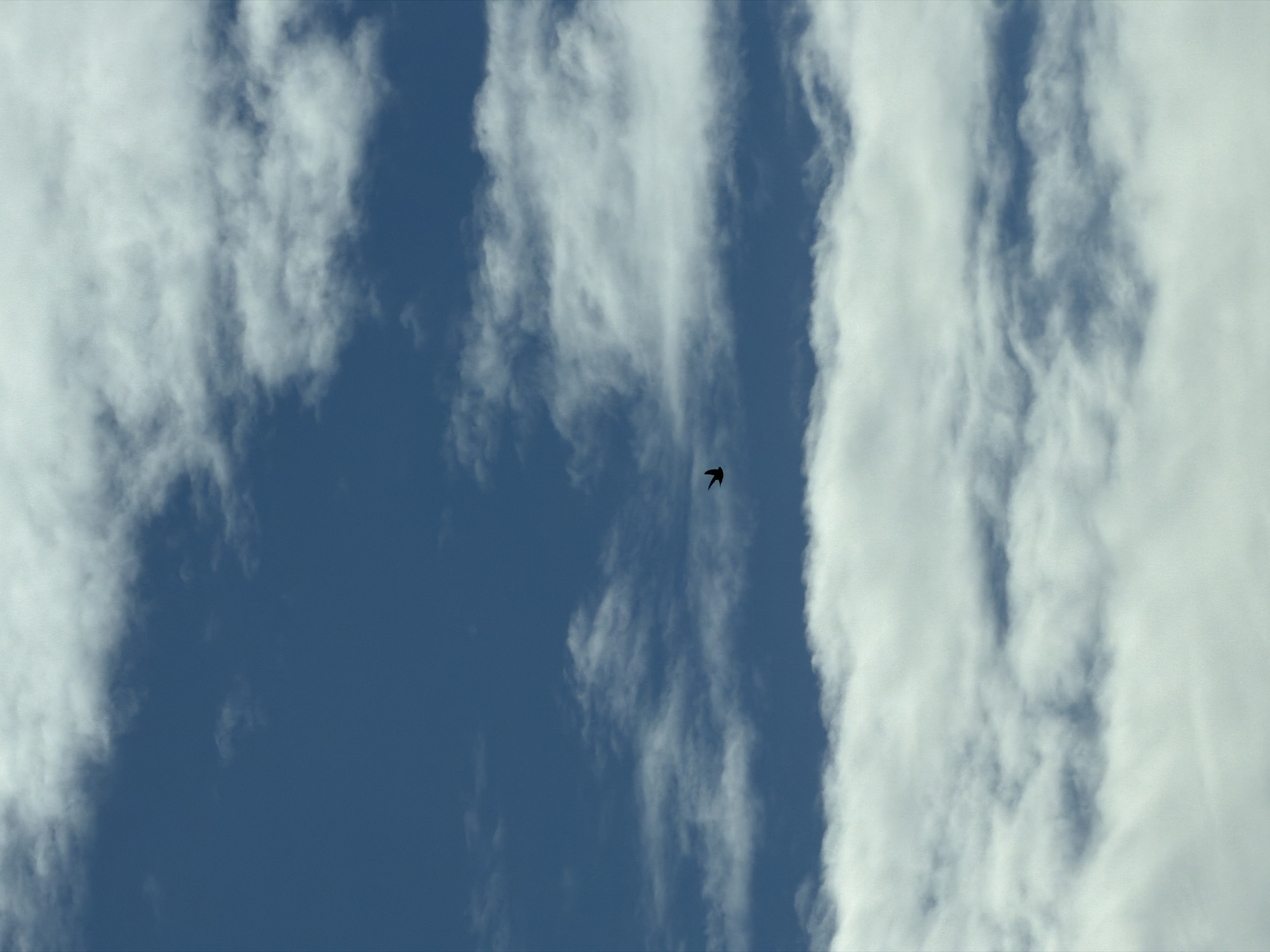 The image shows a view of the sky with wispy white clouds and a dark blue sky background. A single bird is visible in the center of the frame, appearing as a small dark silhouette against the blue sky. The location is inferred to be North Kuta, Indonesia based on external information.