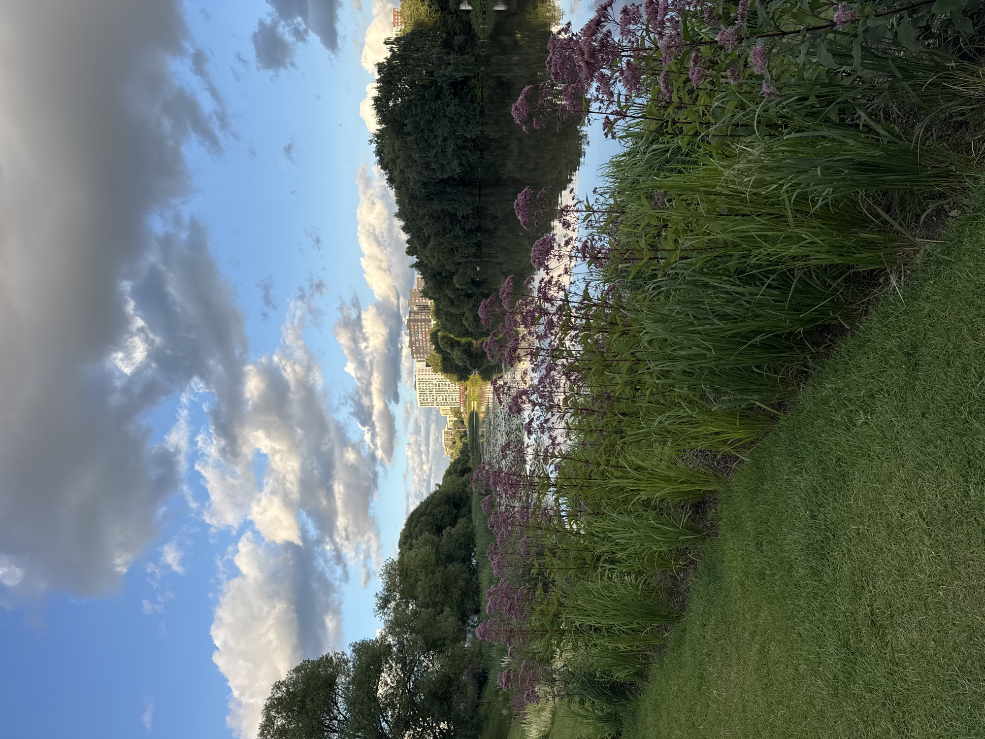 This image depicts a serene natural landscape with a body of water, lush vegetation, and urban development in the distance. The foreground features a manicured lawn on the left, transitioning to a dense line of tall green grasses and flowering plants with purplish-pink blooms. Beyond the plants, a calm body of water reflects the sky and the surrounding trees. The middle ground is dominated by a dense line of dark green trees that form a natural border along the water's edge. In the background, several tall, modern apartment buildings with white and gray facades are visible, indicating an urban environment adjacent to this natural setting. The sky above is a bright blue with scattered white and gray clouds, suggesting it may be late afternoon or early evening.
The location is the Park of the Defenders of the Fatherland in the city of Kommunarka, Russia.
