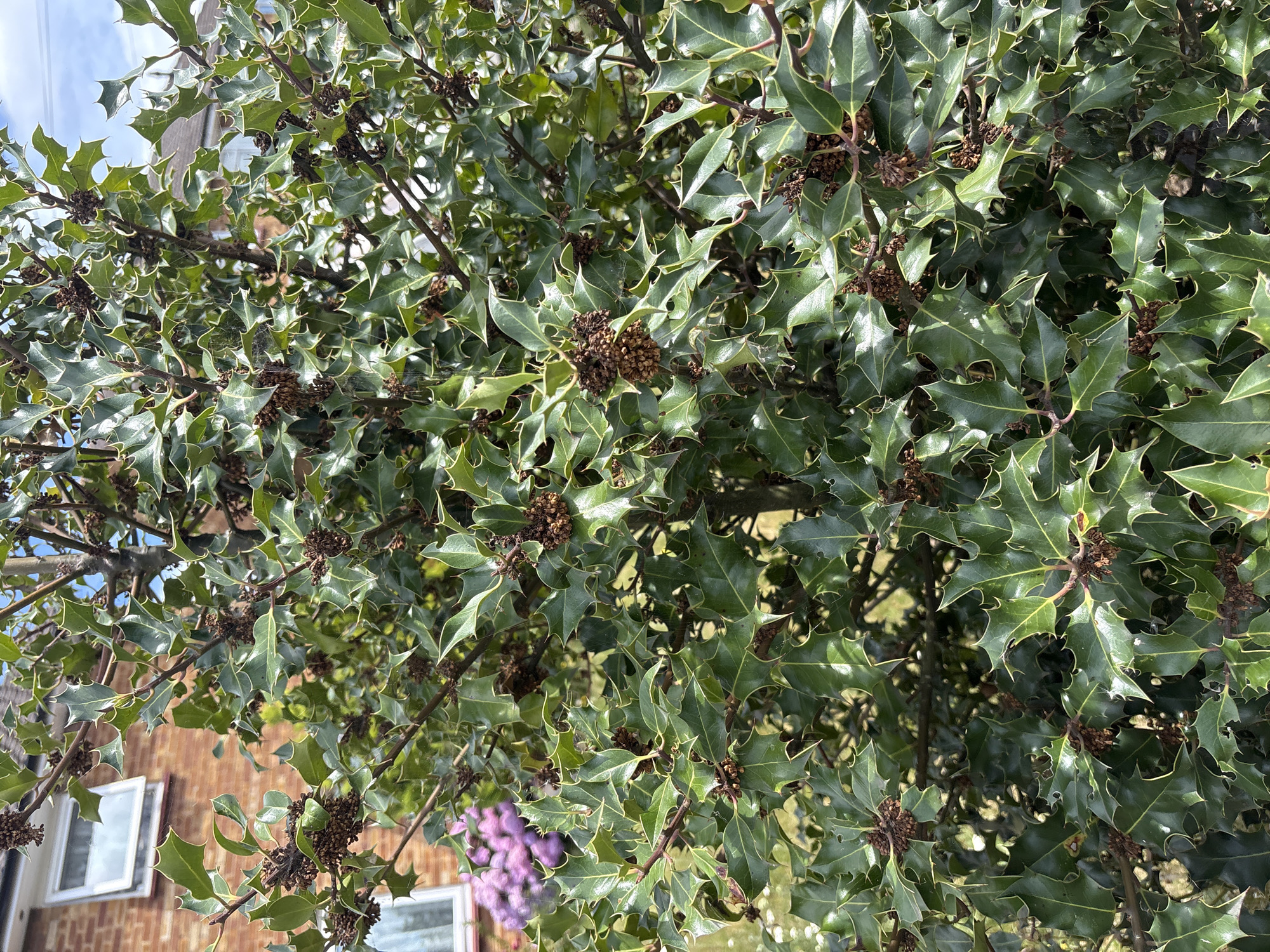 A close-up, eye-level shot focuses on the dense foliage of a green holly bush with sharp, pointed leaves and small, brown berry clusters. Sunlight reflects off the waxy leaves, highlighting their veins and creating a dappled effect. The background is blurred but suggests a residential setting with the edge of a brick building and a glimpse of a house roof. There are no people or animals visible in the frame.