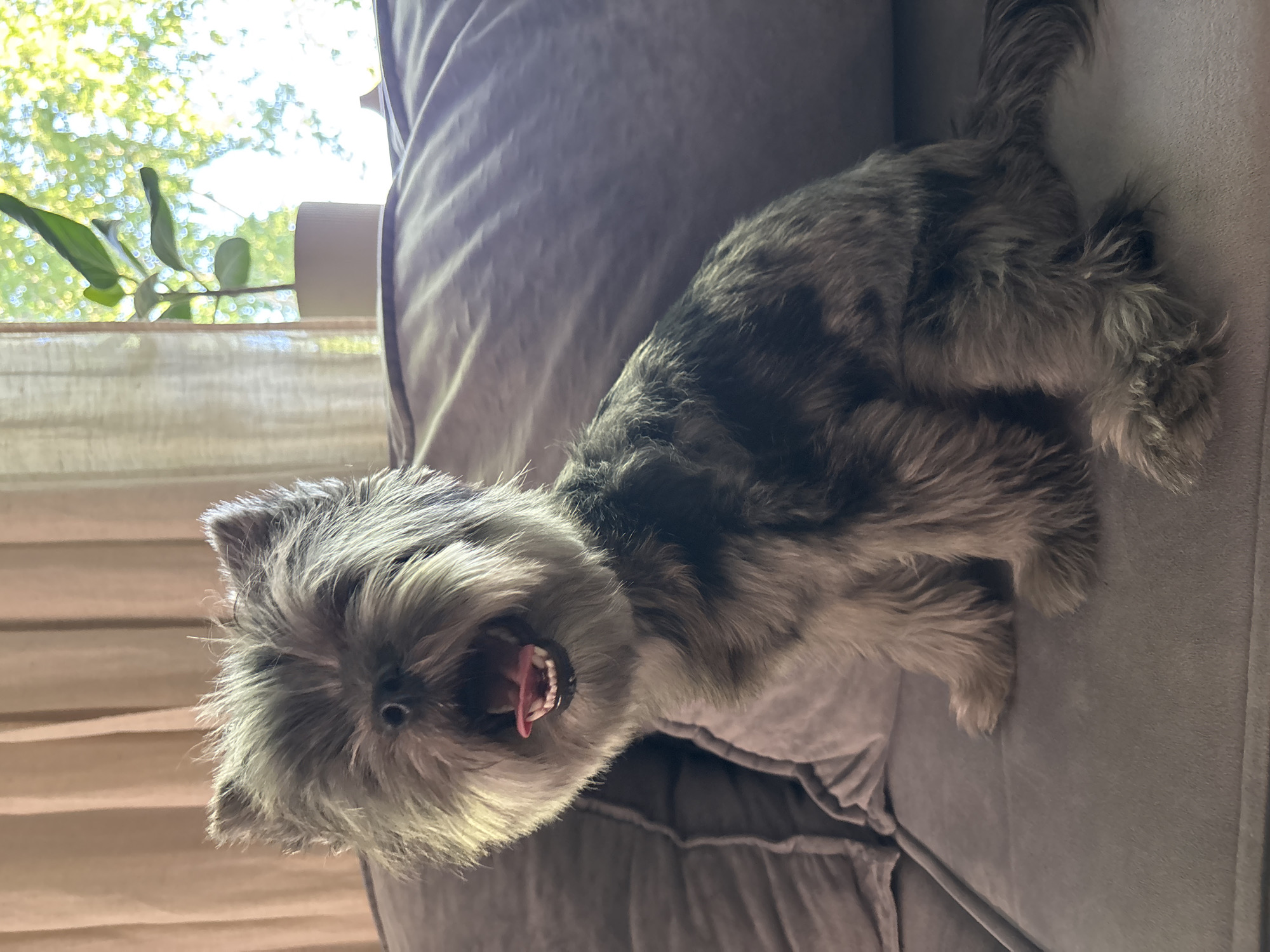 A gray, scruffy, medium-sized dog is lying on a gray couch. The dog is facing the viewer with its mouth open. The couch is in front of a window with a green plant visible in the background. The location in the city of Chaikovsky, Russia, cannot be determined from the image.