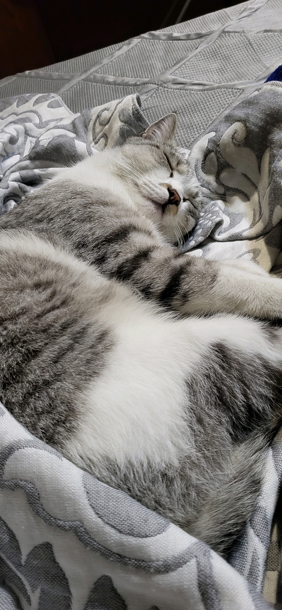 A grey and white tabby cat is sleeping curled up on a patterned blanket. The cat's eyes are closed and its mouth is slightly open. Its fur is soft and fluffy, with darker grey stripes on its back and lighter grey on its belly. The blanket is made of a soft fabric with a swirling grey and white pattern. The background is out of focus, but appears to be a bed or sofa. The lighting is soft and diffused, suggesting indoor lighting.