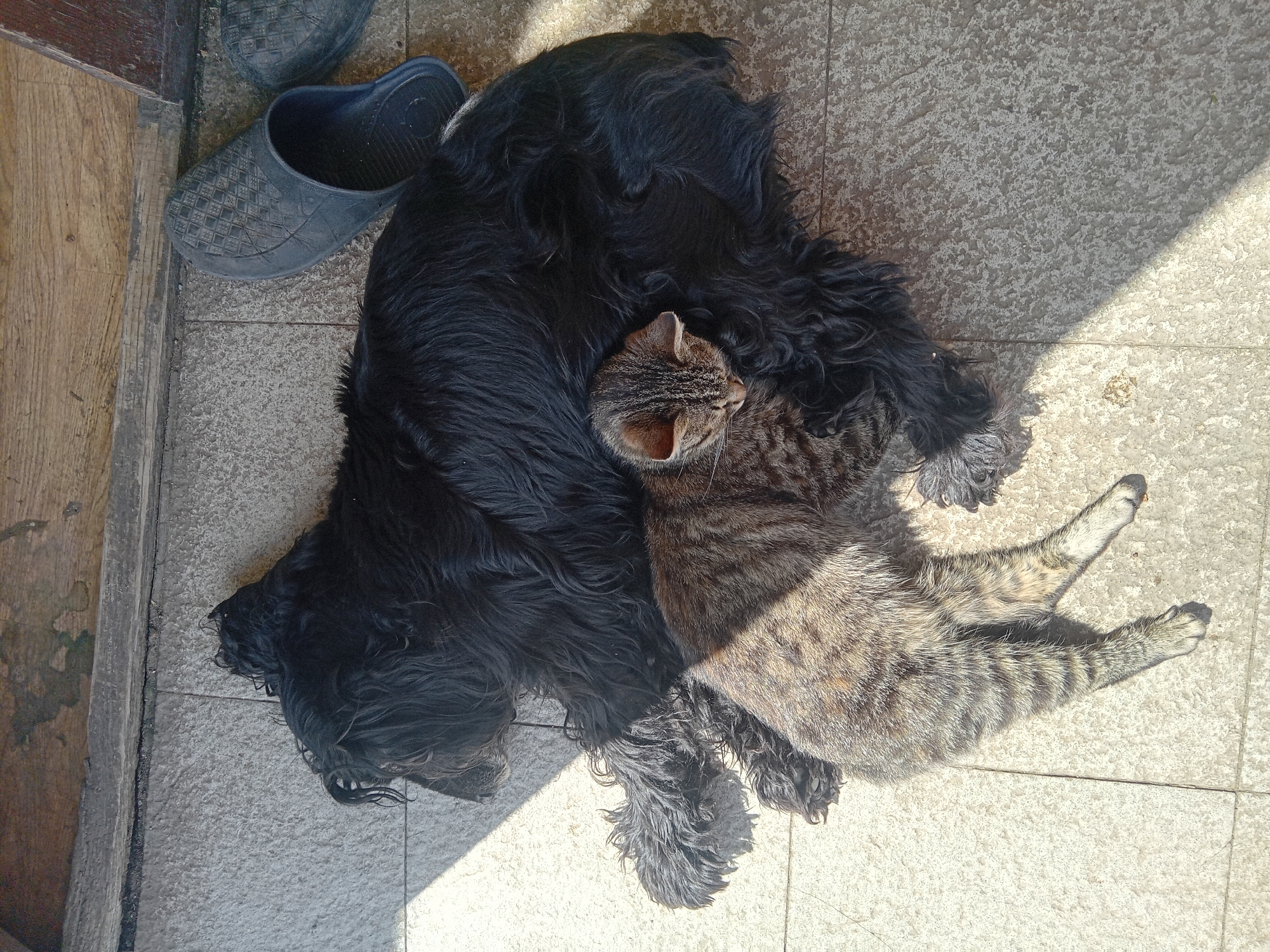 A top-down shot depicts a black, shaggy dog lying on a tiled surface with a tabby cat nestled on top of the dog's body. The dog appears to be a medium-sized breed with long fur. The cat is a brown tabby with stripes and is resting with its head against the dog. To the left of the dog's head are a pair of gray, rubber clogs. The setting appears to be an outdoor patio or porch, and the lighting suggests it is daytime. The location is Unknown, Unknown.