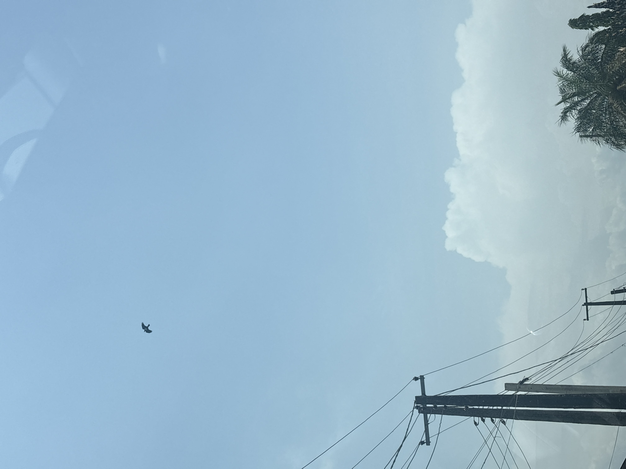 The image depicts a clear, bright sky in Ado, Nigeria. A single bird is flying in the distance. Power lines and wooden utility poles are visible in the lower right corner. A leafy tree, possibly a palm tree, is located in the upper right. There are large, puffy white clouds. The photo was taken from inside a vehicle, as indicated by the reflection in the upper left corner.