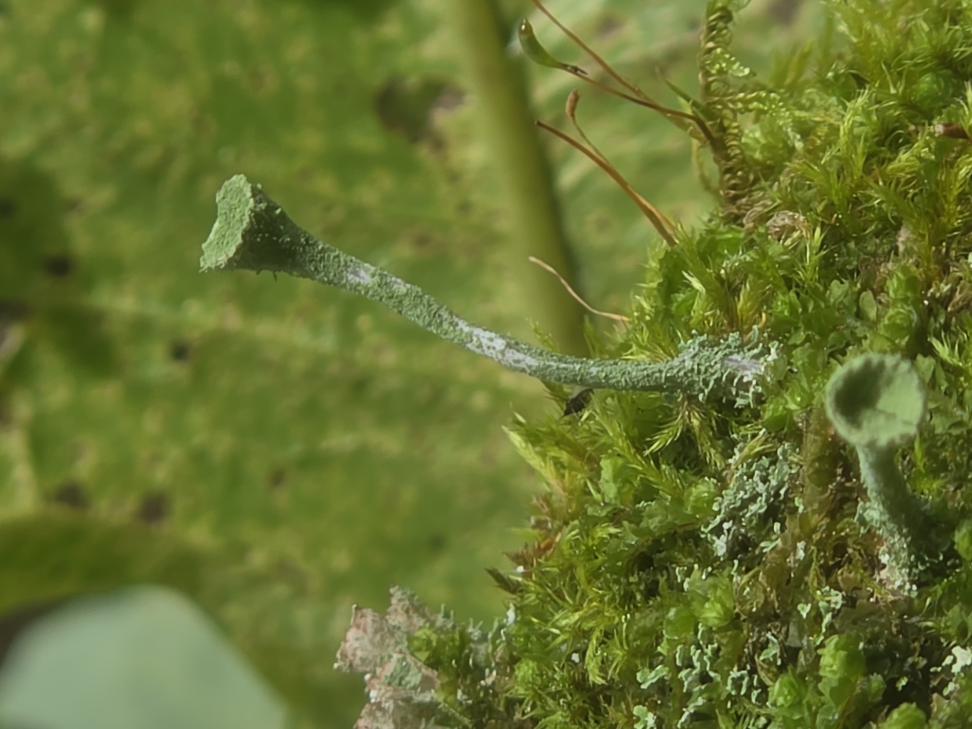 The image depicts a close-up view of moss and lichen growing on a surface, likely bark or soil, in an outdoor environment. Two prominent features are a slender, pale green stalk-like structure topped with a small, cup-shaped cap, and a shorter, similarly shaped structure closer to the foreground. The surrounding vegetation is lush and varied, with various shades of green mosses and light-colored lichens. Thin, dry brown stems are also visible interspersed within the moss. The background is a blurred green, suggesting foliage or other plant matter. The scene appears natural and undisturbed. There is no indication of human presence or activity, nor any specific architectural elements. The location is described as Dobryanitsy, Russia.