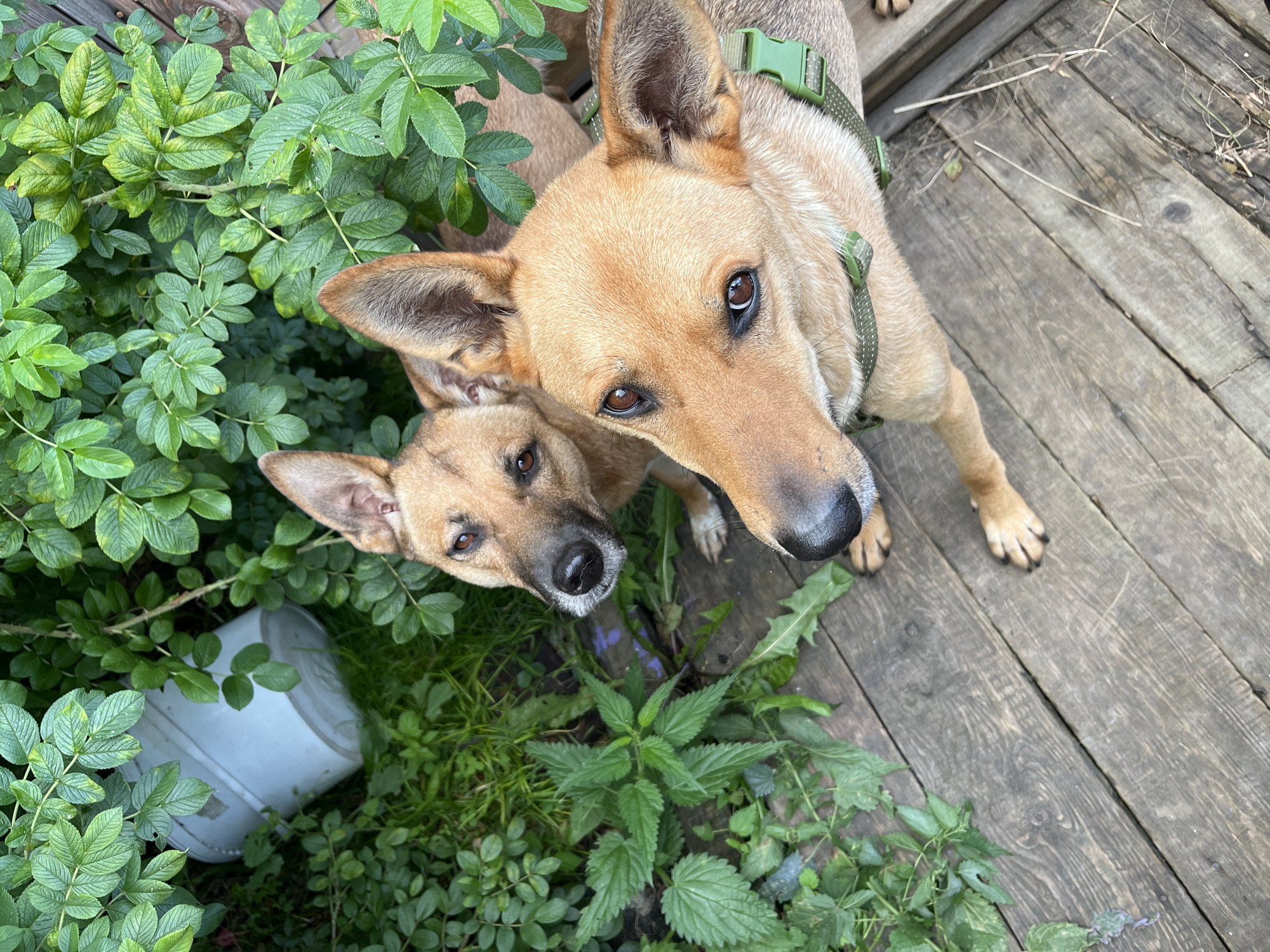 The image shows two dogs on a wooden deck surrounded by greenery. The dogs are tan with upright ears and dark eyes. One dog is closer to the camera, with its head turned to the left, and the other is behind it, slightly to the left, with its head also turned to the left. In the background, there is lush green foliage and a white bucket. The wooden deck appears weathered. There is no indication of the city of Nizhny Tagil, Russia in the image.