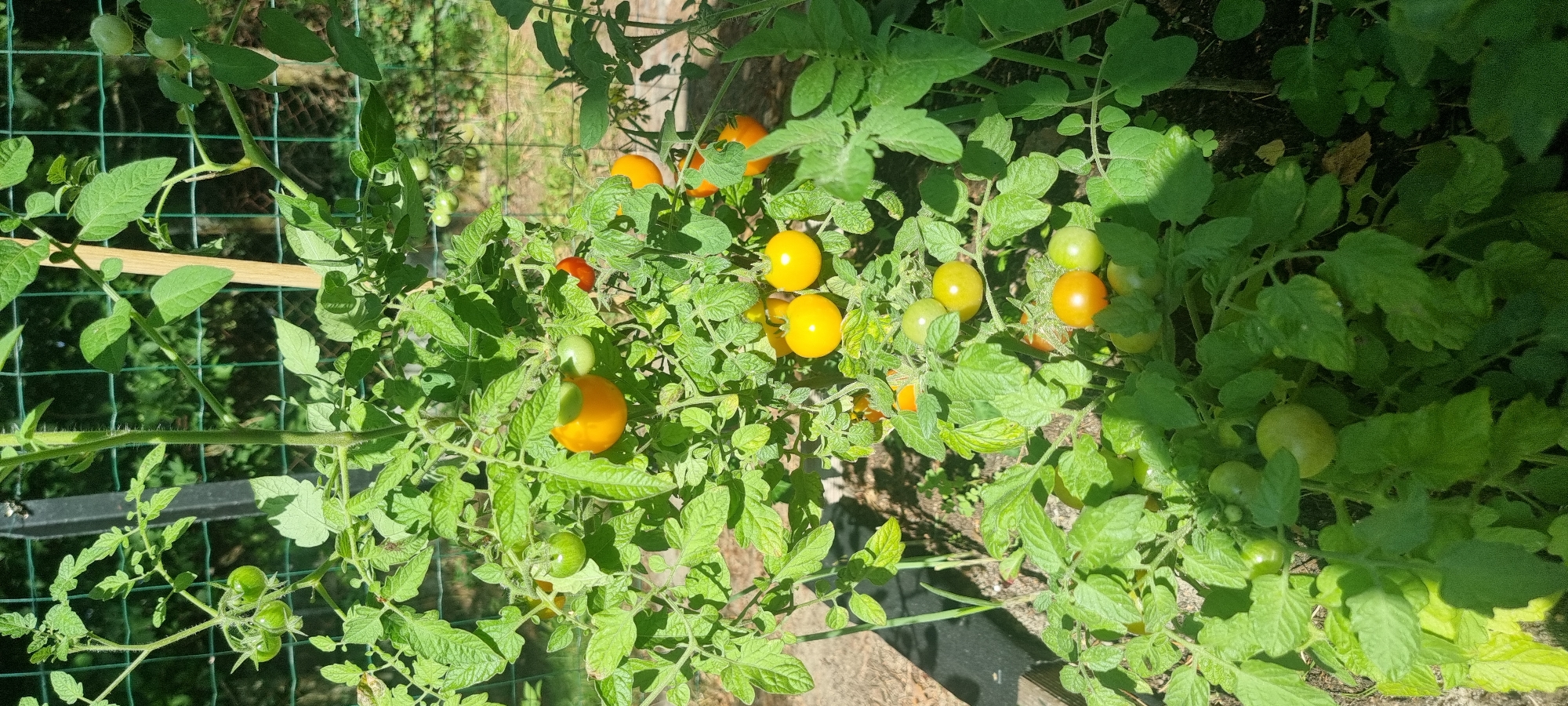 The image shows a tomato plant in a garden in Szczaki, Poland. The plant is laden with fruit, some of which are green, while others are ripening to a yellow and orange hue. The tomatoes are clustered on vines, with lush green leaves surrounding them. The plant is supported by a wooden stake and a metal fence can be seen in the background, suggesting it is part of a garden or allotment. The overall impression is one of a healthy, productive plant in a natural outdoor setting.