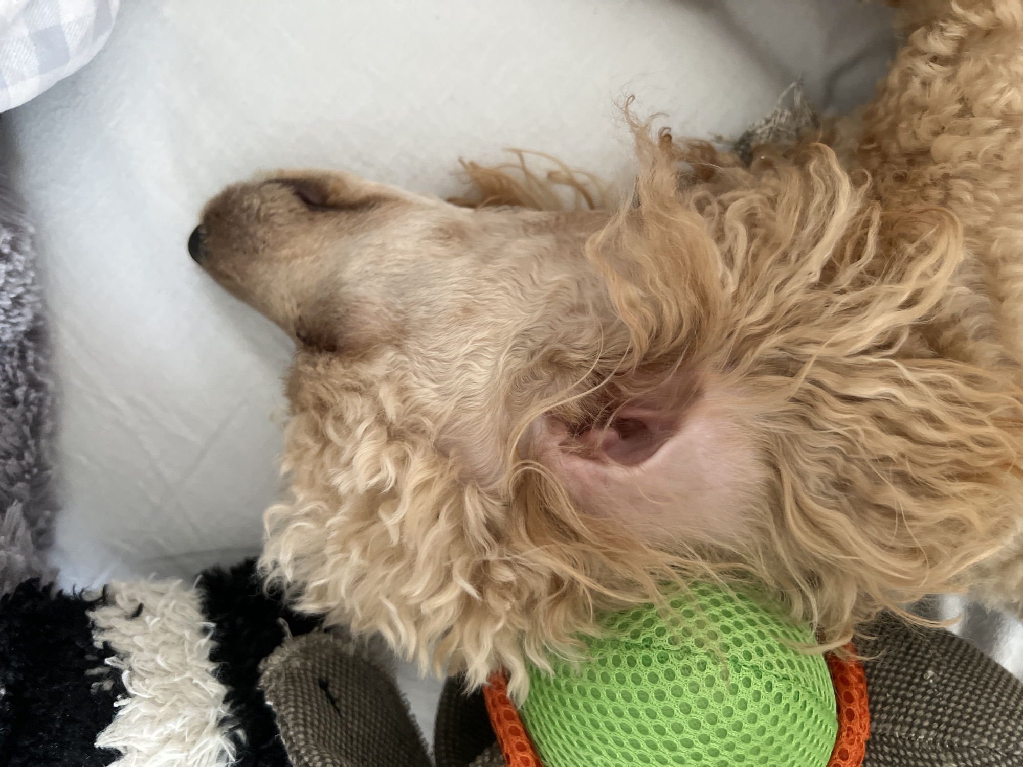 The image shows a close-up of a light brown poodle dog sleeping on its side. The dog's fur is curly and appears to be a golden or apricot color. The dog's right ear is visible and slightly pointed upwards. It is lying on a white, textured surface that appears to be a bed or cushion. To the left of the dog, part of a toy is visible. The toy has a green mesh portion with an orange trim, and a dark gray fabric portion with a woven texture. Further to the left, a black and white striped fuzzy object is visible, possibly another part of the toy or a blanket. The background is a soft, out-of-focus white, suggesting a comfortable indoor setting. The image is a still life composition focusing on the sleeping dog and its immediate surroundings. The exact location in Kharkiv, Ukraine cannot be determined from the image alone.