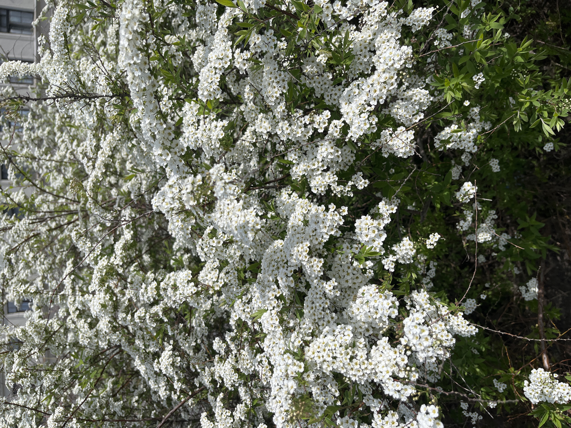 The image depicts a flowering shrub with an abundance of small, white flowers, likely Spiraea. The shrub is densely packed with blossoms, with some green leaves visible among the flowers. Parts of a building are visible in the background, indicating an urban setting. Based on the prompt, this photo was taken in the city of Saint Petersburg, Russia.