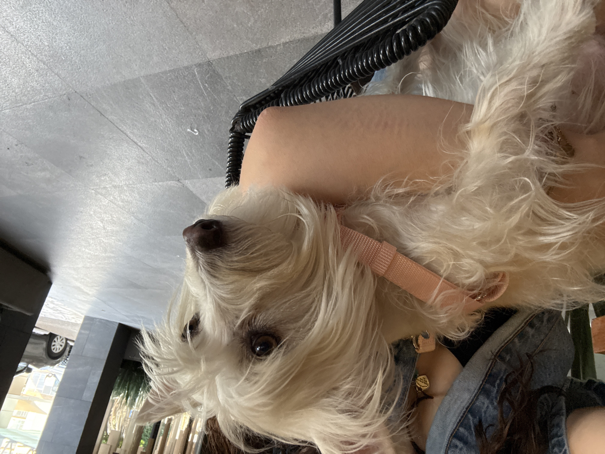 A white dog with a pink collar lies against a person’s arm, who is wearing a blue denim jacket. The dog is close to the camera. The person is sitting on a black metal chair. The setting appears to be outdoors, with a tiled floor and glimpses of a building and vegetation in the background. The image is taken at an angle. There is no indication of San Bernardino Tlaxcalancingo, Mexico.