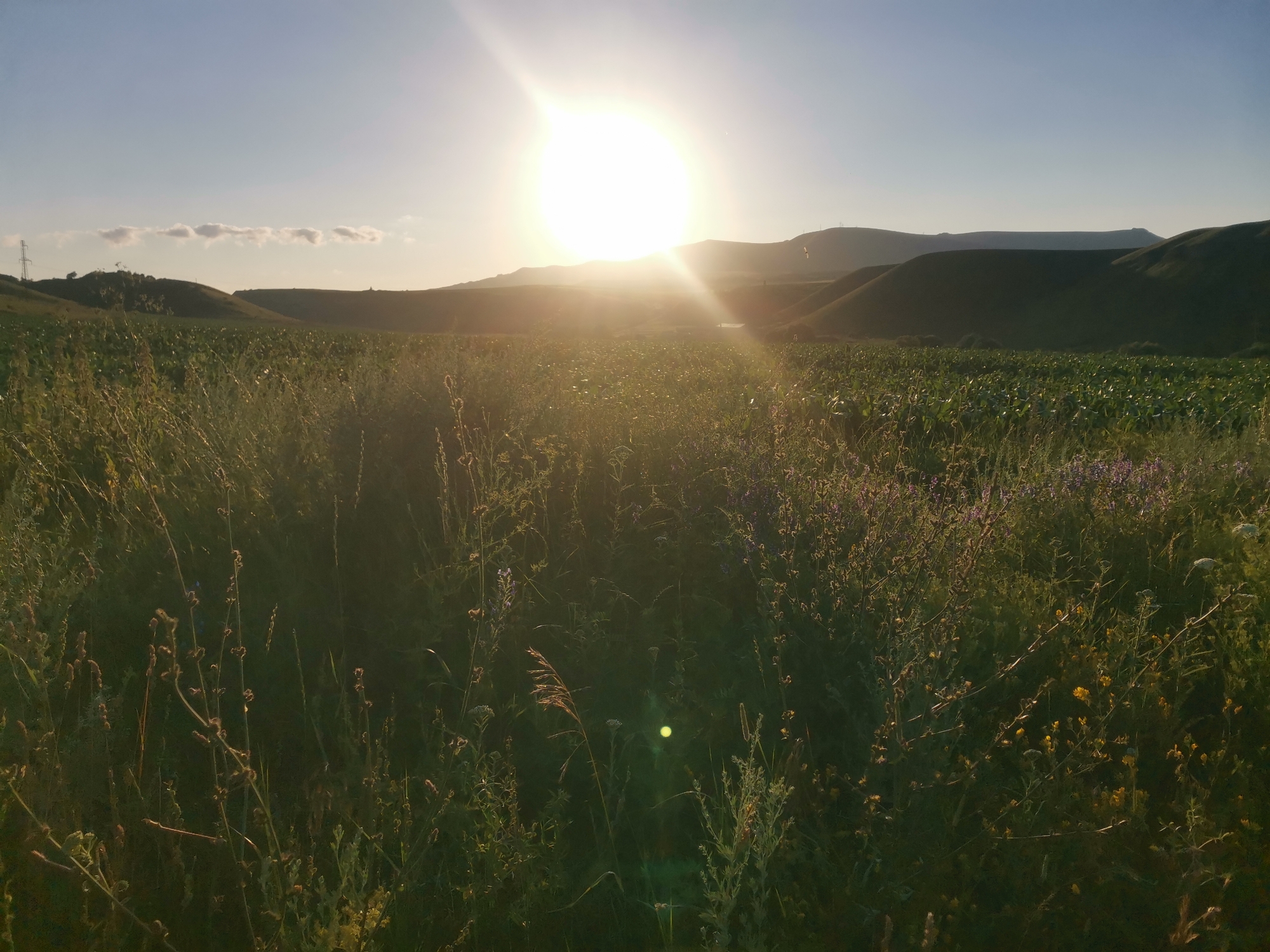 The image depicts a sun-drenched, rural landscape. The sun is a bright, dominant feature in the sky, casting a strong glare across the scene. The foreground is filled with tall, dry grasses and some flowering plants, with a field of green crops stretching out into the middle ground. In the background, rolling hills are silhouetted against the bright sky. The overall impression is one of natural beauty and open space, likely a rural area in Kubina, Russia, given the context provided. There are no people or discernible man-made objects other than a distant power line tower visible on the left side of the frame. The lighting suggests it is either sunrise or sunset, with the sun positioned low in the sky.