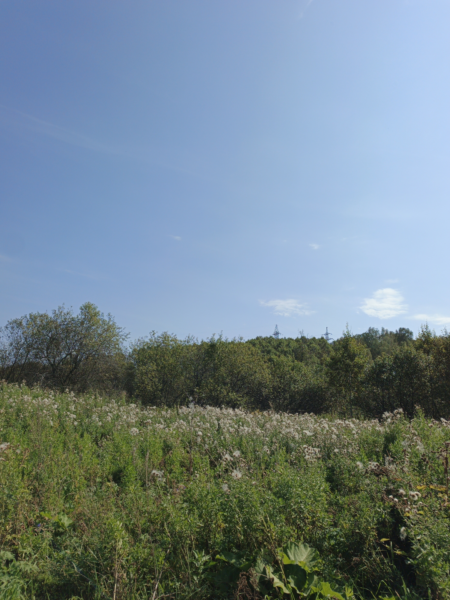 The image depicts a serene natural landscape in Urtiushka, Russia. The foreground is dominated by a meadow filled with green grass and white wildflowers, creating a fluffy, textured appearance. The midground features a dense line of trees with lush green foliage, transitioning into a darker, wooded area further back. Overhead, the sky is a clear, vibrant blue with a few wispy white clouds. Two tall, industrial-looking towers, likely power line pylons, are visible on the horizon, subtly contrasting with the natural environment. The overall impression is one of a quiet, undeveloped rural setting bathed in daylight.