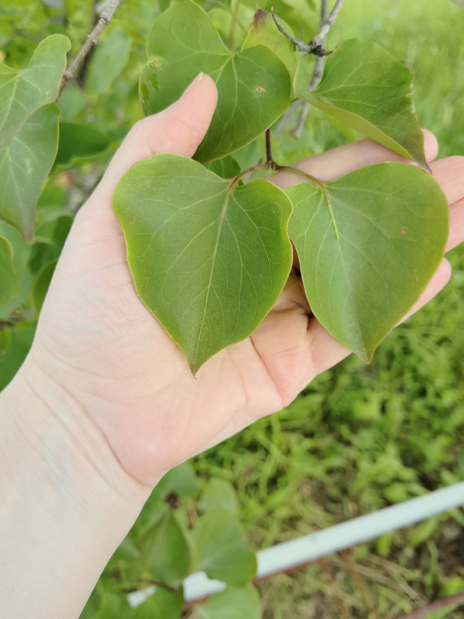 An outdoor, close-up, eye-level shot captures a human hand holding two heart-shaped green leaves. The hand is fair-skinned and rests palm-upward, cradling the leaves. The leaves are a vibrant green with visible veins and slightly serrated edges. A thin branch extends behind the leaves, partially obscuring the background. The background consists of blurred green foliage and grass, indicating an outdoor natural setting. A light-colored horizontal object, possibly a pipe or railing, is visible in the lower right portion of the image. The lighting suggests it is daytime.