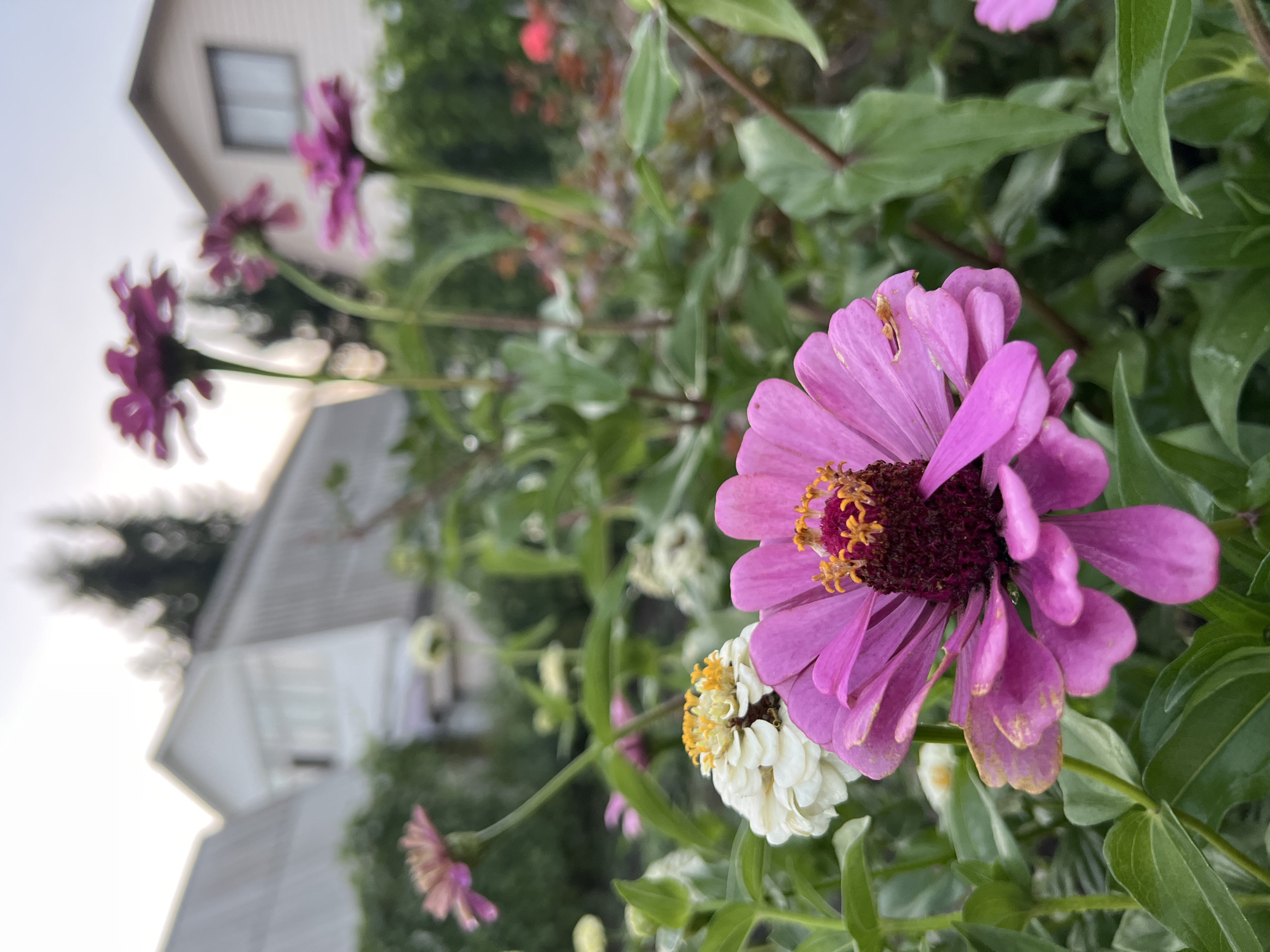 This image depicts a close-up of pink and white zinnias in a garden setting. In the background, out of focus, are houses with grey roofs and green trees, suggesting a residential area. The lighting indicates it may be late afternoon or early evening. No people are present in the image, and no specific actions or interactions are captured. The environment appears to be a typical suburban garden, possibly located in Lopatino, Russia, given the architecture of the houses.