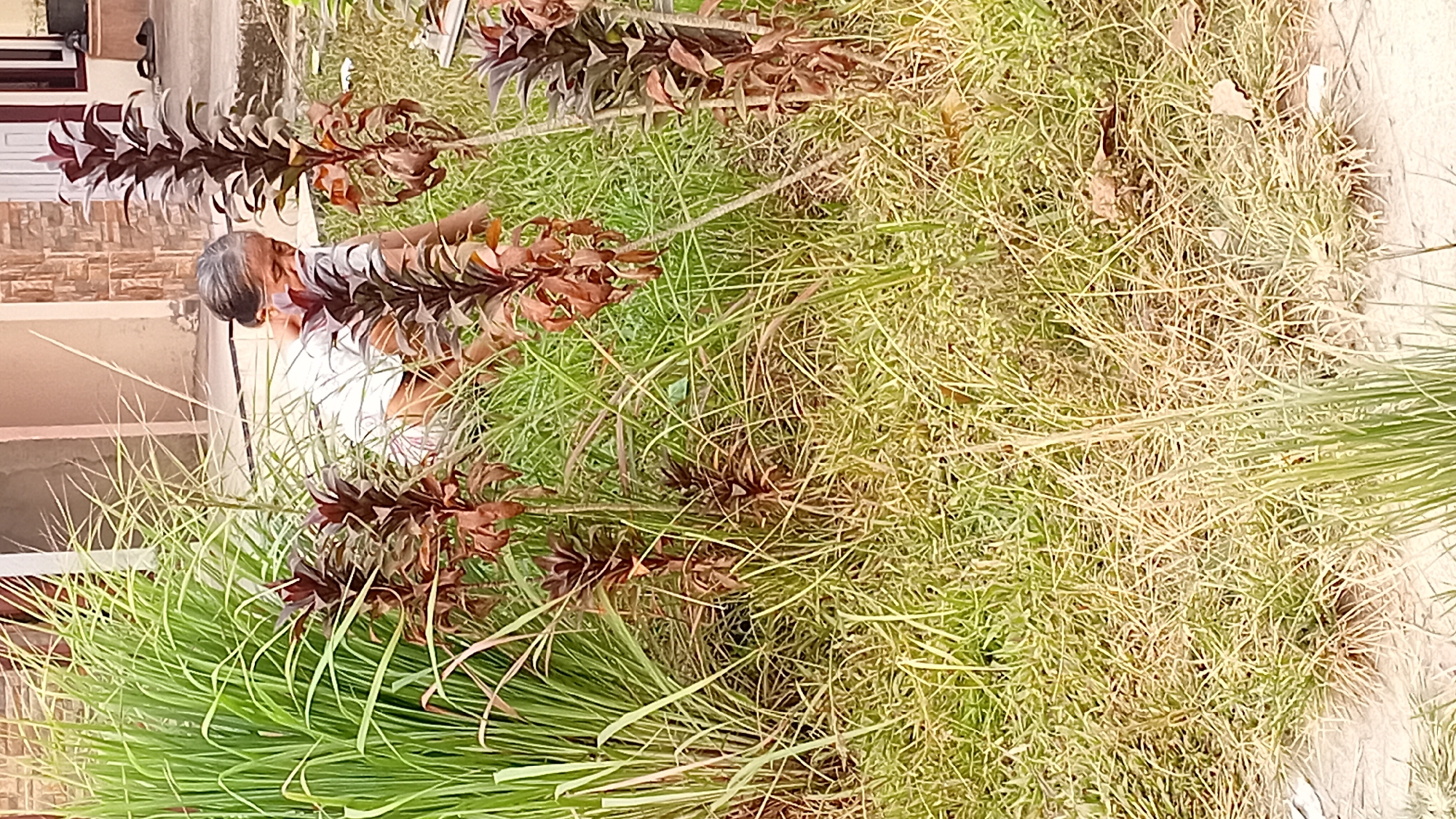 In Kasang Pudak, Indonesia, an elderly woman with graying hair is tending to plants outdoors. She is wearing a white t-shirt and appears to be focused on the vegetation in front of her. The environment is characterized by abundant greenery, including tall, grassy plants and a darker, leafy plant with reddish-brown foliage. The ground is covered with dry grass and soil. In the background, a building with a textured wall and a doorway is visible, suggesting a residential or public area. The overall scene depicts a moment of gardening or plant care in an outdoor setting.