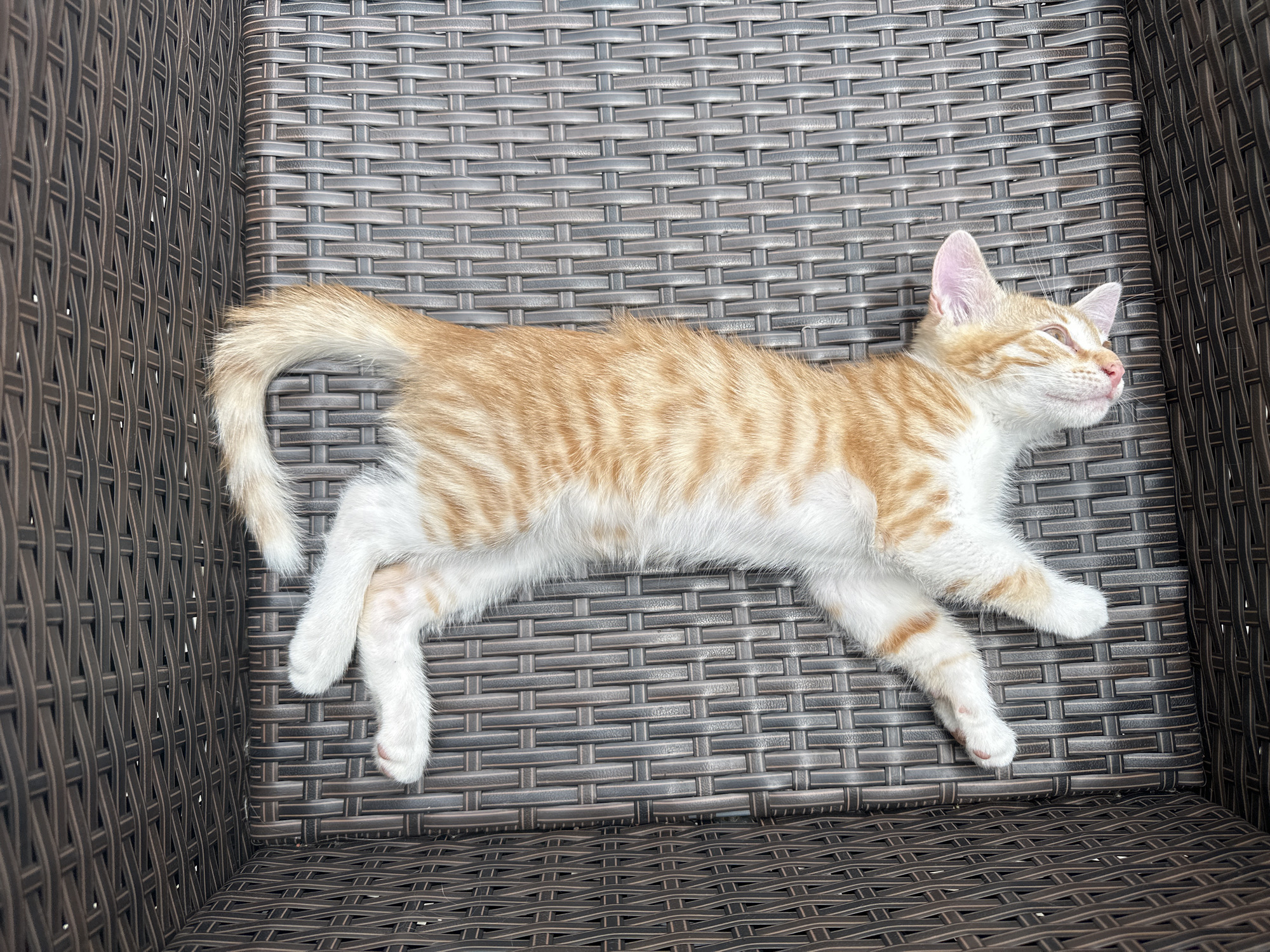 A young orange and white tabby cat is lying on its back on a brown wicker chair. The cat's eyes are closed, and its head is tilted to the side. Its paws are outstretched. The cat appears to be sleeping or resting. The wicker chair is woven with a crisscross pattern. The background is a blurred outdoor setting.