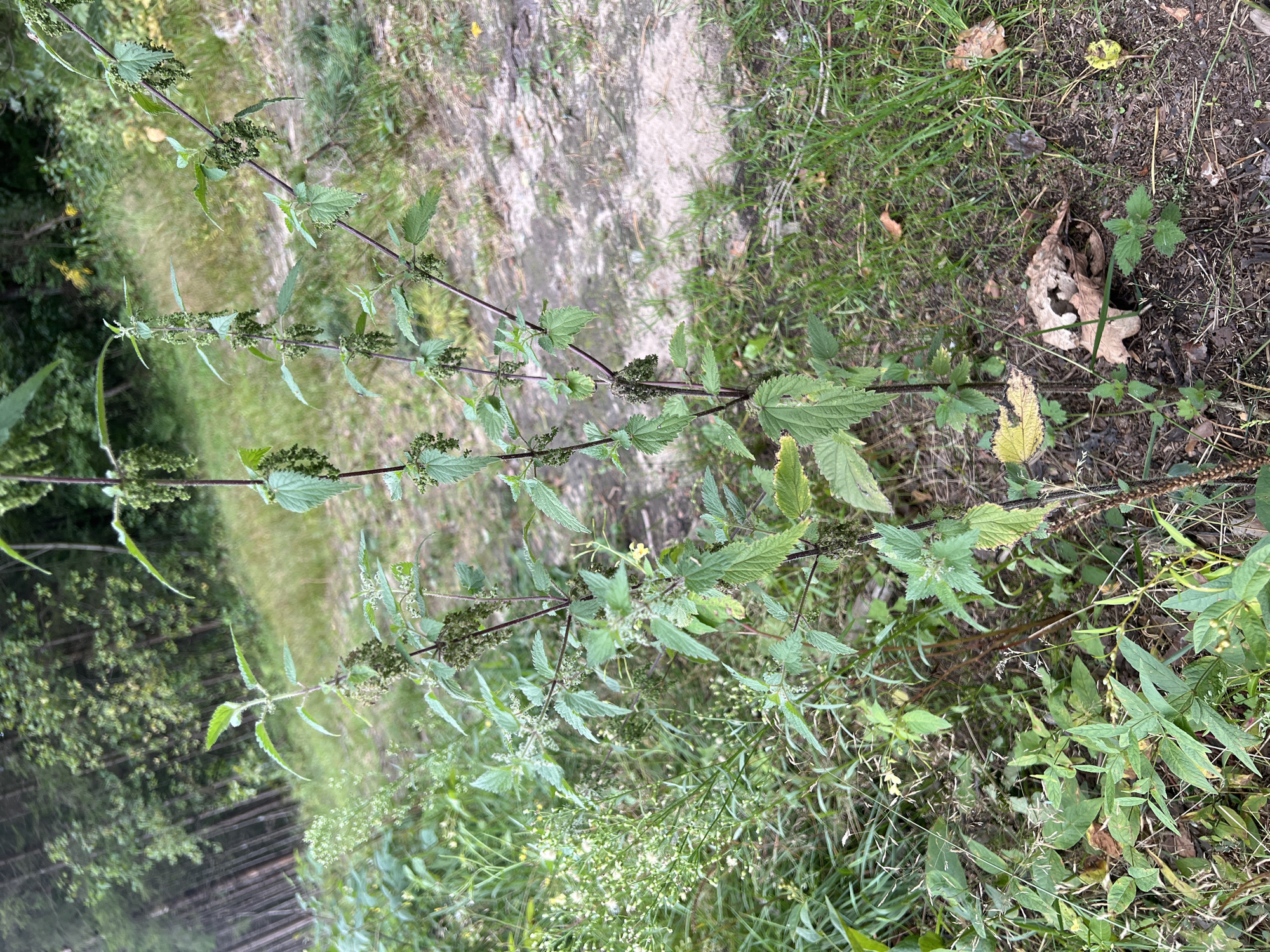 The image shows a close-up view of stinging nettle plants in an outdoor environment. The plants are the primary focus, with their characteristic serrated leaves and clusters of small, green seed heads. The ground is covered with grass, dry leaves, and dirt, suggesting a natural or uncultivated area. In the background, there are trees and a pathway, indicating a woodland or park-like setting. The lighting suggests it is daytime. There are no people or animals visible in the image. The specific location in Vilnius, Lithuania cannot be determined from the visual information alone.