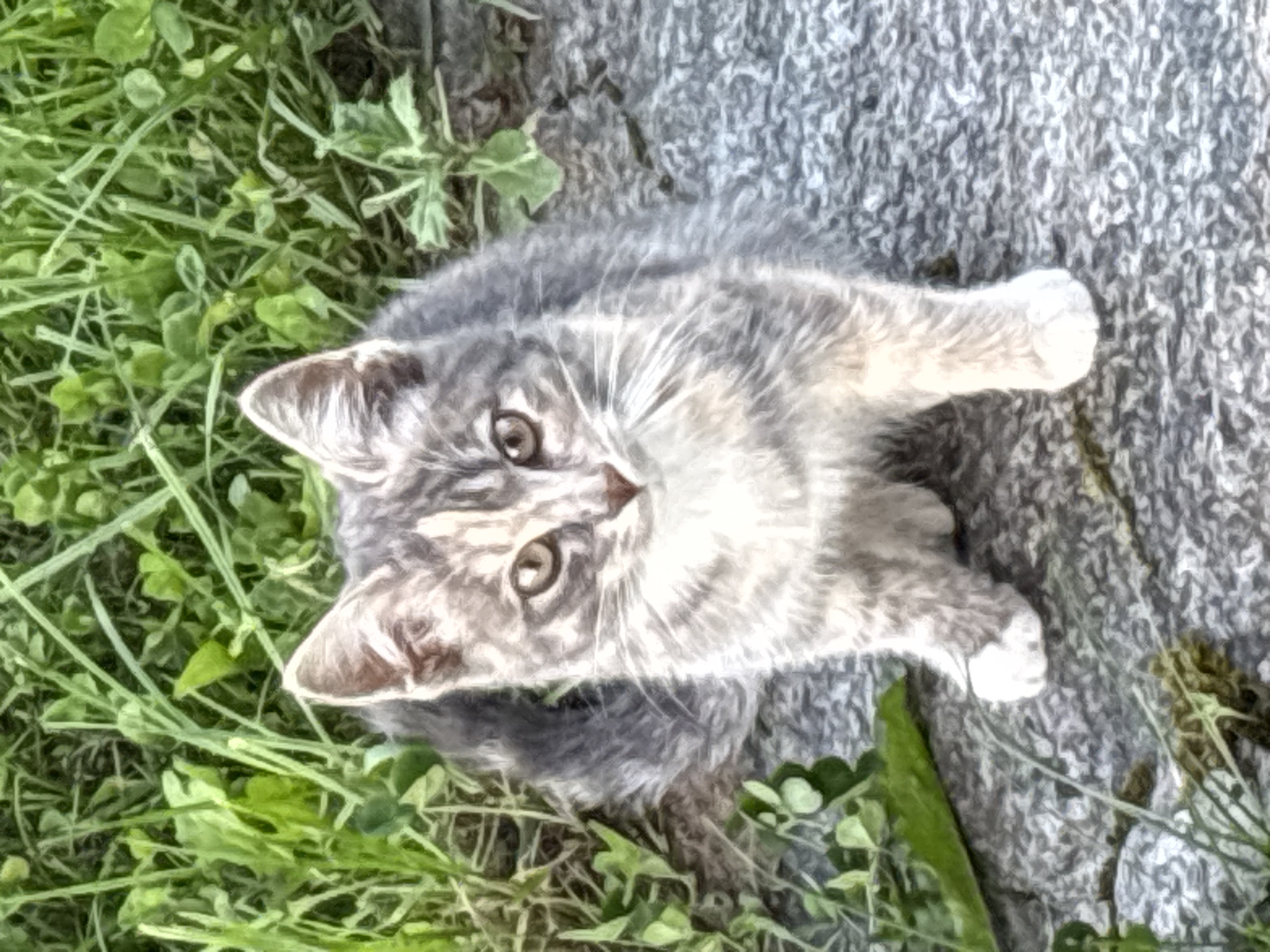 A young, gray tabby kitten with large ears and amber eyes sits on a stone pathway, looking directly at the camera. Green grass and foliage are visible in the background. The kitten is positioned in the center of the frame. The image is an outdoor scene, likely in a park or garden area in Zvenigorod, Russia.