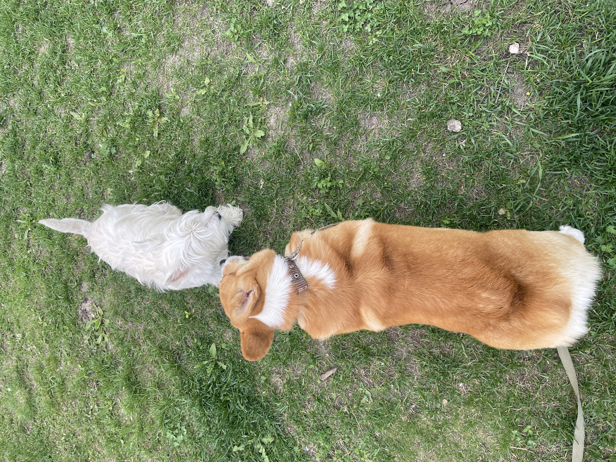 The scene is set in a grassy area, potentially a park or garden, in an unknown city. Two dogs are interacting. One is a small, white, fluffy dog, possibly a West Highland White Terrier. The other is a larger, tan-colored Corgi with white markings on its chest and neck. The dogs are close to each other, with their heads near one another, suggesting they may be sniffing or greeting. The Corgi is wearing a collar and has a leash attached. The environment is predominantly green, indicating well-maintained grass.