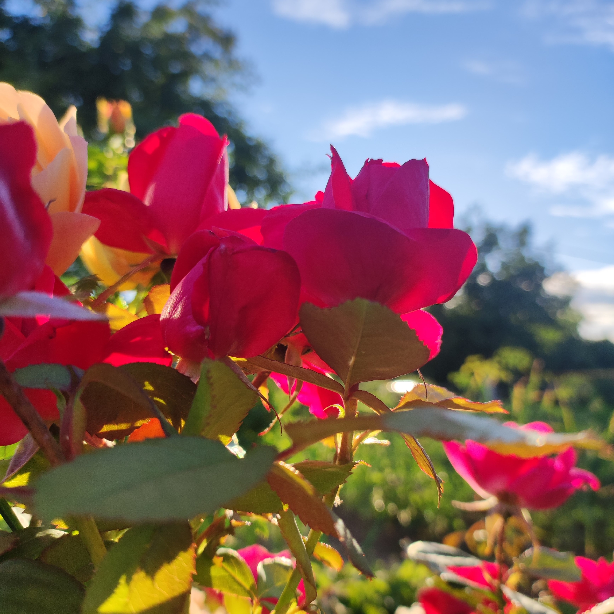 This is a close-up, low-angle photograph of red roses in a garden. The roses, predominantly a vibrant crimson, fill the foreground, with their petals unfurling towards the viewer. One or two pale yellow or peachy roses are visible in the background, slightly out of focus. The petals are illuminated by what appears to be the warm glow of late afternoon or early morning sunlight, casting subtle shadows and highlighting the delicate textures of the blooms.
Behind the roses, the scene transitions to a soft-focus background of lush green foliage and trees, suggesting a garden or park setting. The sky above is a bright blue with a few wispy white clouds, indicating fair weather. The overall impression is one of natural beauty and tranquility, with the vibrant colors of the roses standing out against the softer tones of the surrounding environment. The sunlight catching the edges of the leaves and petals suggests a pleasant, warm day, likely in the late spring or summer months. No text is visible in the image. The scene evokes a feeling of peace and the simple beauty of nature. The location context of Navoloki, Russia, places this garden scene in a specific geographical area, though no specific landmarks are visible to further pinpoint the location.