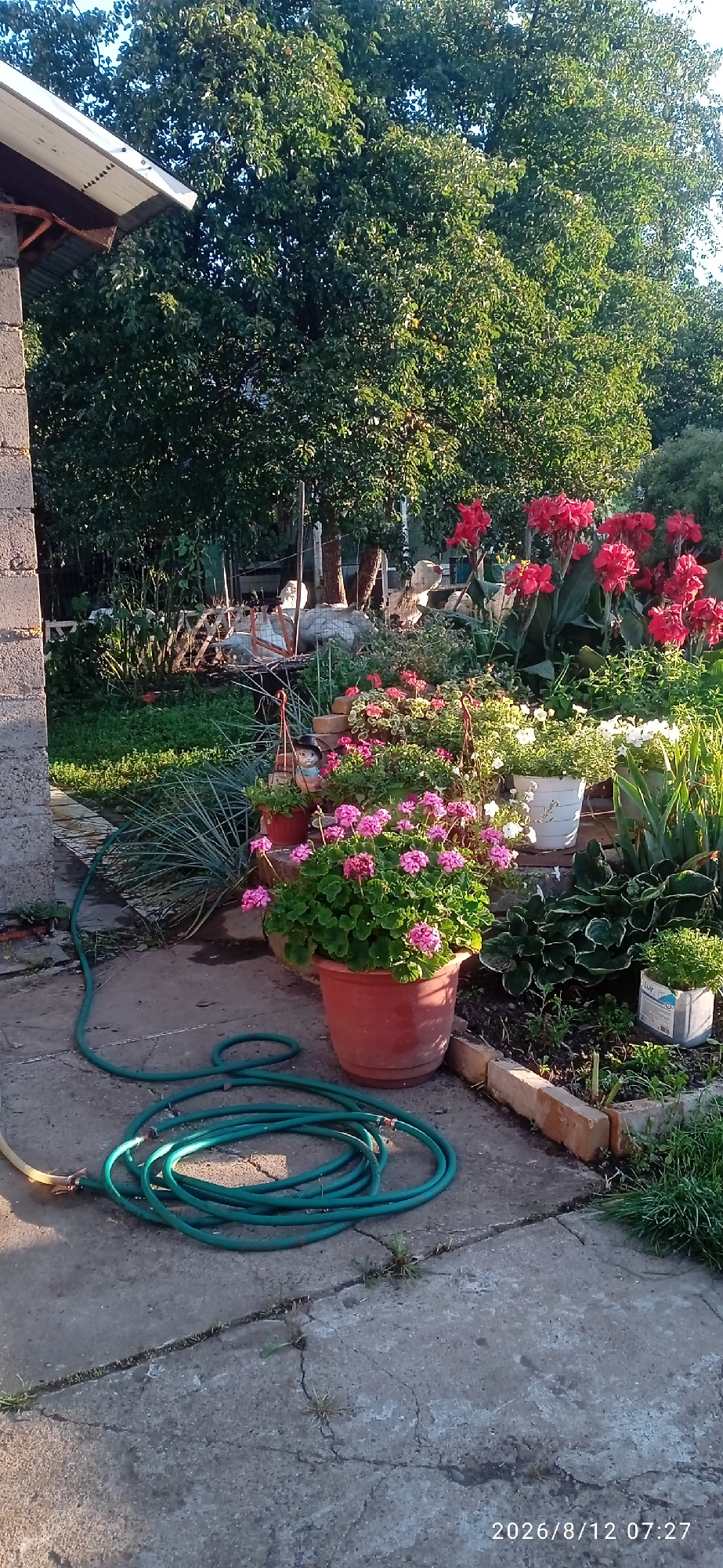 The image depicts an outdoor courtyard or garden area, likely in Blagoveshchensk, Russia, as indicated by the timestamp. The scene is characterized by a concrete ground surface with cracks and sparse vegetation. In the foreground, a green garden hose is coiled on the ground, with its nozzle visible near a yellow attachment. Behind the hose, several potted plants are arranged. A large terracotta pot in the center contains a dense cluster of pink flowers, identified as geraniums. To its left, a smaller pot holds more pink flowers. To the right of the geraniums, other potted plants with white and green foliage are visible. The background features a lush green tree canopy, suggesting a warm season. A partially visible brick structure, possibly part of a building or wall, is on the far left. The overall impression is of a well-tended garden space.
