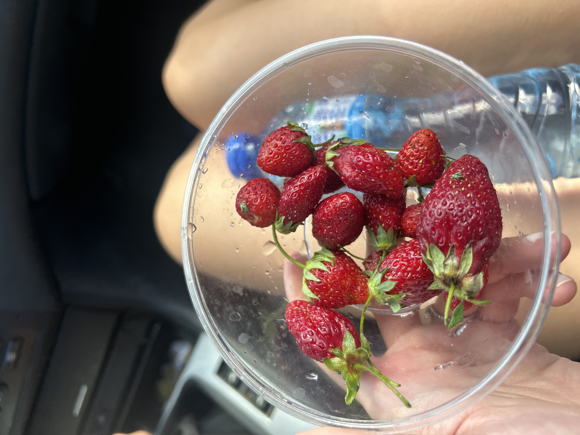 A hand holds a clear plastic bowl filled with fresh strawberries. The bowl is positioned in front of a person's legs, and a blue plastic water bottle is visible behind it. The background appears to be the interior of a vehicle. The image's composition suggests it was taken in Burgas, Bulgaria, possibly during a road trip or outing.