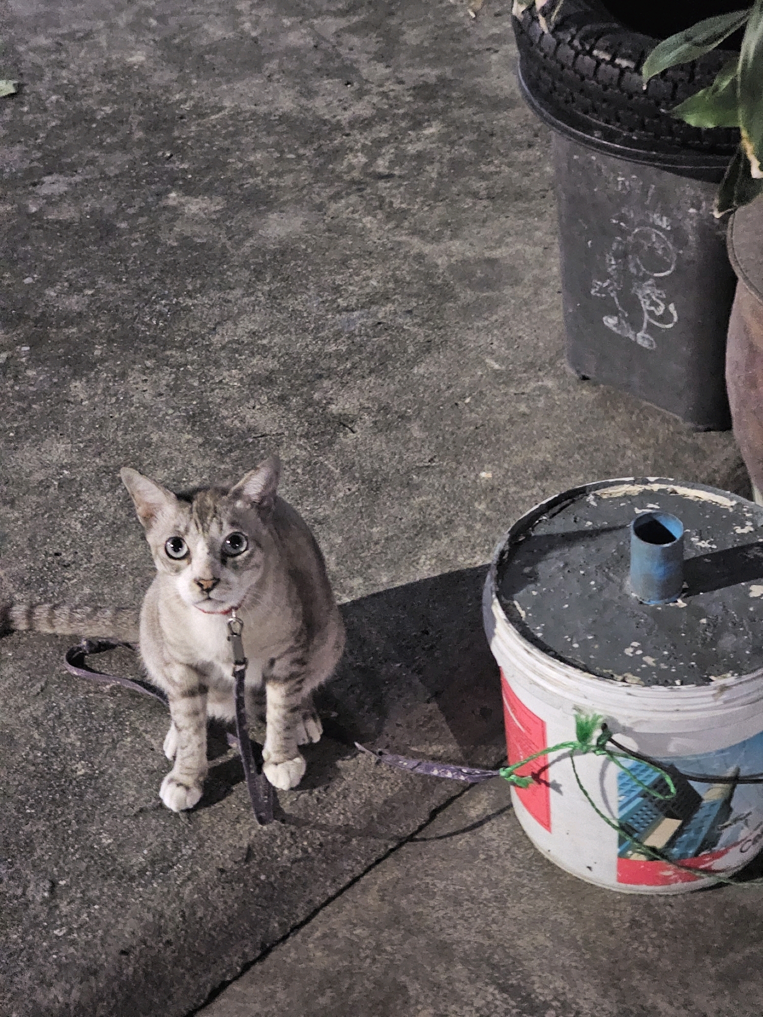 An adult domestic shorthair cat, likely a mixed breed, is seated on a concrete surface in what appears to be an outdoor urban environment, possibly in Bangkok, Thailand. The cat is light brown and white with distinct tabby markings on its head and body, and has light blue eyes. It is wearing a red collar and a leash that extends to a white plastic bucket with red and blue markings. The bucket has a blue pipe protruding from its lid and appears to have some green string tied around it. To the left of the cat, a dark purple leash is visible on the ground. In the background, a large black cylindrical object, possibly a planter, is present, with a section of tire visible at its top. The overall scene suggests a street or alleyway setting, with the concrete ground showing some wear and tear. The lighting indicates it is likely dusk or nighttime.