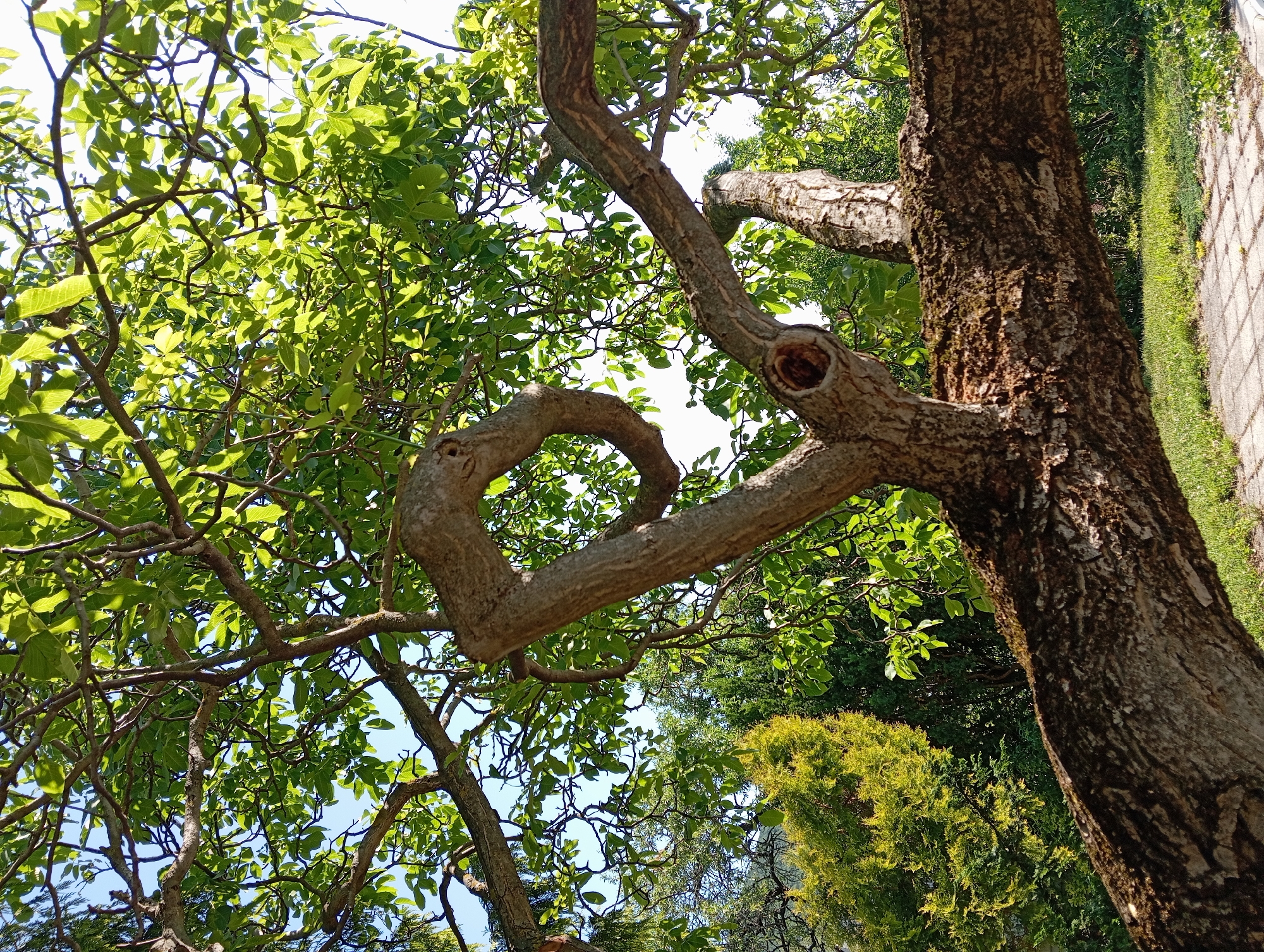 This image captures a low-angle perspective looking up into the canopy of a large, deciduous tree, likely located in a park or garden in Nitra, Slovakia. The central focus is a thick, gnarled tree trunk, heavily textured with grey-brown bark and patches of green moss, extending horizontally across the lower and middle sections of the frame. A prominent, curved branch emerges from the trunk, twisting upwards and to the left, forming an almost heart-shaped or looping structure. Another branch features a distinct, dark knot or hole.
The tree's numerous branches are visible, some smooth and others rugged, supporting a dense canopy of bright green leaves. Many leaves are backlit by the sun, appearing vibrant and translucent against the sky, while others are in shadow. Through the foliage, patches of clear blue sky are visible, particularly in the upper left, while other areas of the sky appear bright white, indicating intense sunlight.
In the mid-ground, behind the main tree, various other green plants and trees are discernible. To the left, there's a bush or tree with yellowish-green foliage, possibly a type of juniper or thuja, contrasting with darker green trees further back. The lower right portion of the image shows a small section of manicured green grass and a light-colored paved pathway composed of rectangular pavers, with distinct shadow patterns suggesting overhead light. No people or animals are present. The scene is illuminated by natural daylight, indicating an outdoor setting on a clear day.