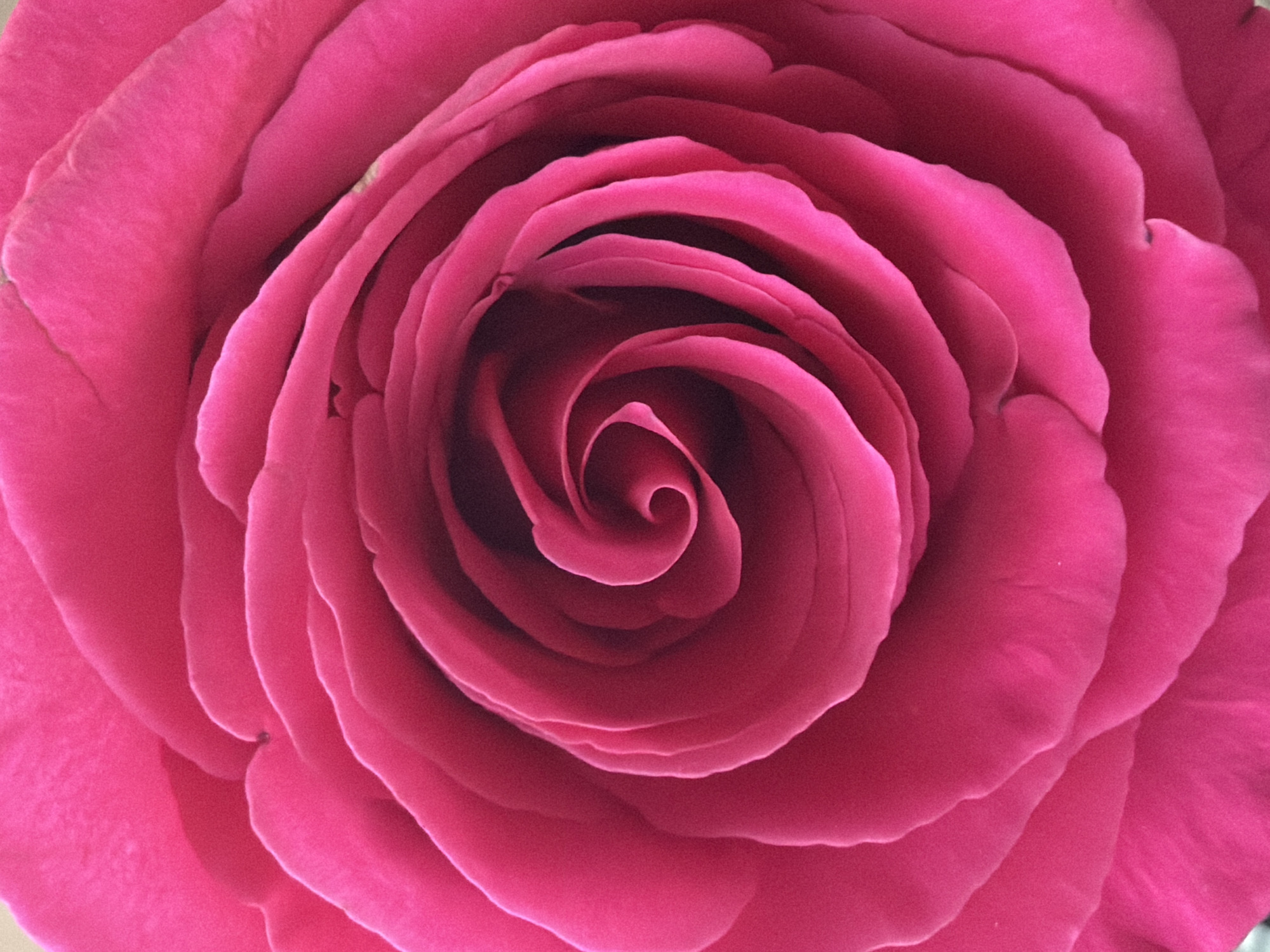 A close-up, overhead shot shows the intricate spiral of a vibrant pink rose. The petals are tightly layered, with soft curves and subtle shadows that give the flower depth. The color is rich and saturated, with a slightly textured appearance. There are no people or other objects visible in the frame. The image appears to be a studio shot or a well-lit photograph of a single flower. The image does not contain information about its location in Minsk, Belarus.