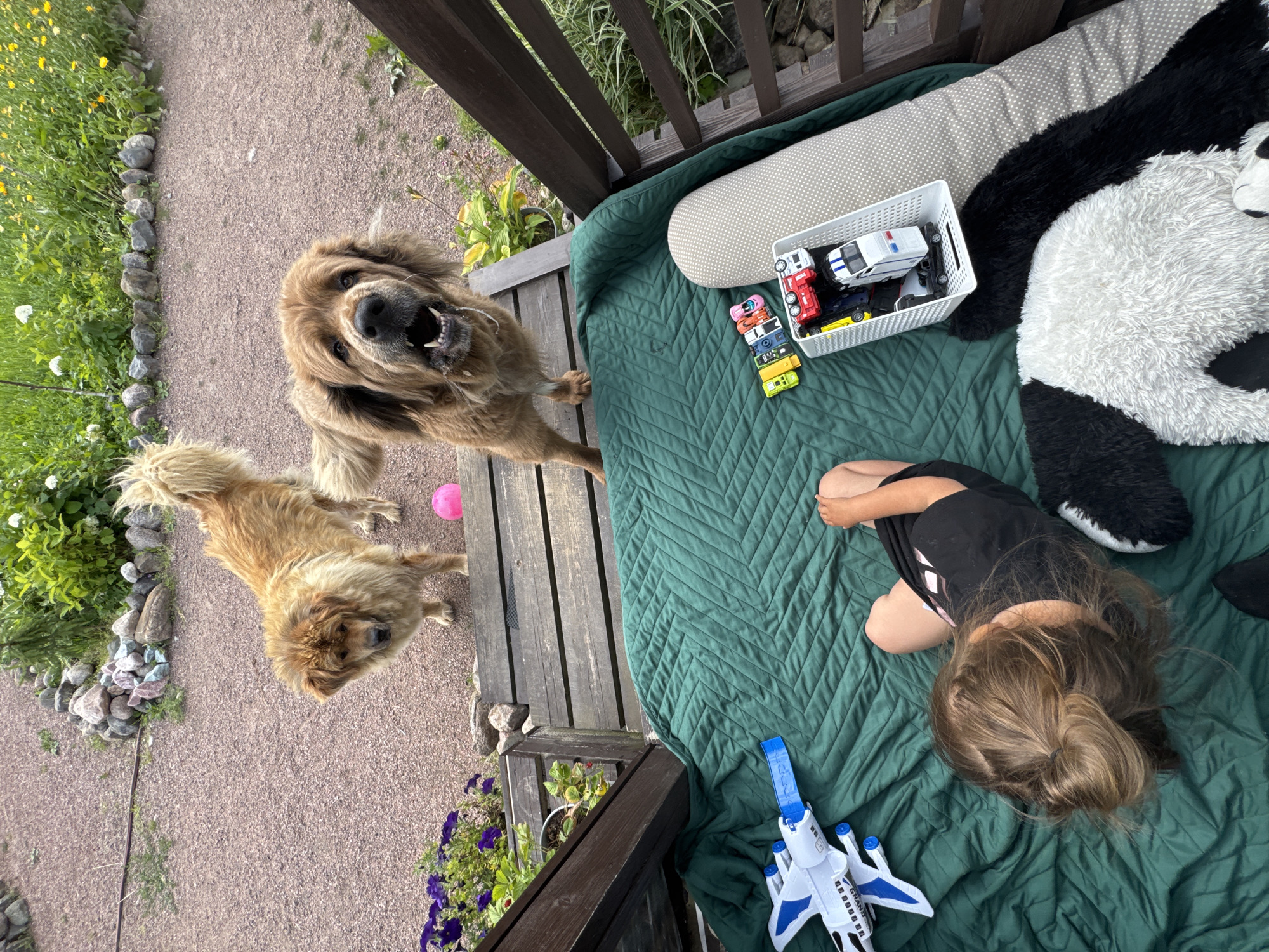 In Kempelevo, Russia, on a wooden deck overlooking a gravel path and a garden with green foliage and yellow flowers, two large dogs are present. One dog, a golden-brown color with a fluffy tail, stands slightly further up the path, looking down. The other, a darker brown dog with its mouth open and tongue visible, stands on the deck, looking directly at the camera.
On the deck, a child lies on a green quilted blanket, facing away from the camera. The child has long, light brown hair tied in a bun. To the left of the child, a white and blue toy airplane is positioned. To the right of the child, a white basket contains several toy cars, including a police car. A large plush panda toy is also on the blanket. The environment appears to be outdoors, with vegetation and natural elements visible in the background.