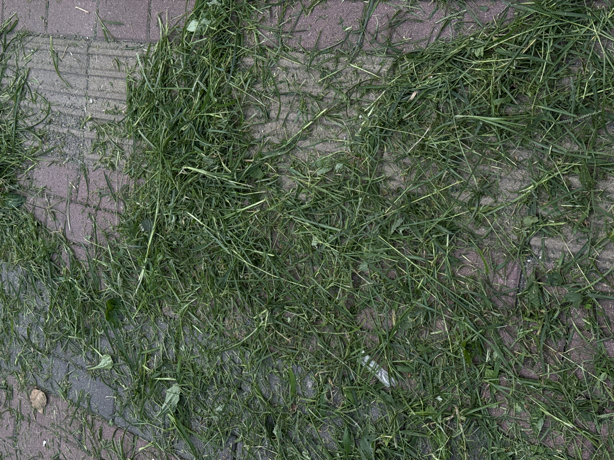 The image displays a close-up, overhead view of freshly cut grass strewn across a reddish-brown paved surface, likely a sidewalk or pathway, in Batumi, Georgia. The grass clippings are green and vary in length, with some longer blades mixed in. The paving stones are visible beneath the grass, appearing somewhat damp. The scene suggests recent landscaping activity. There are no people or animals visible in the image.