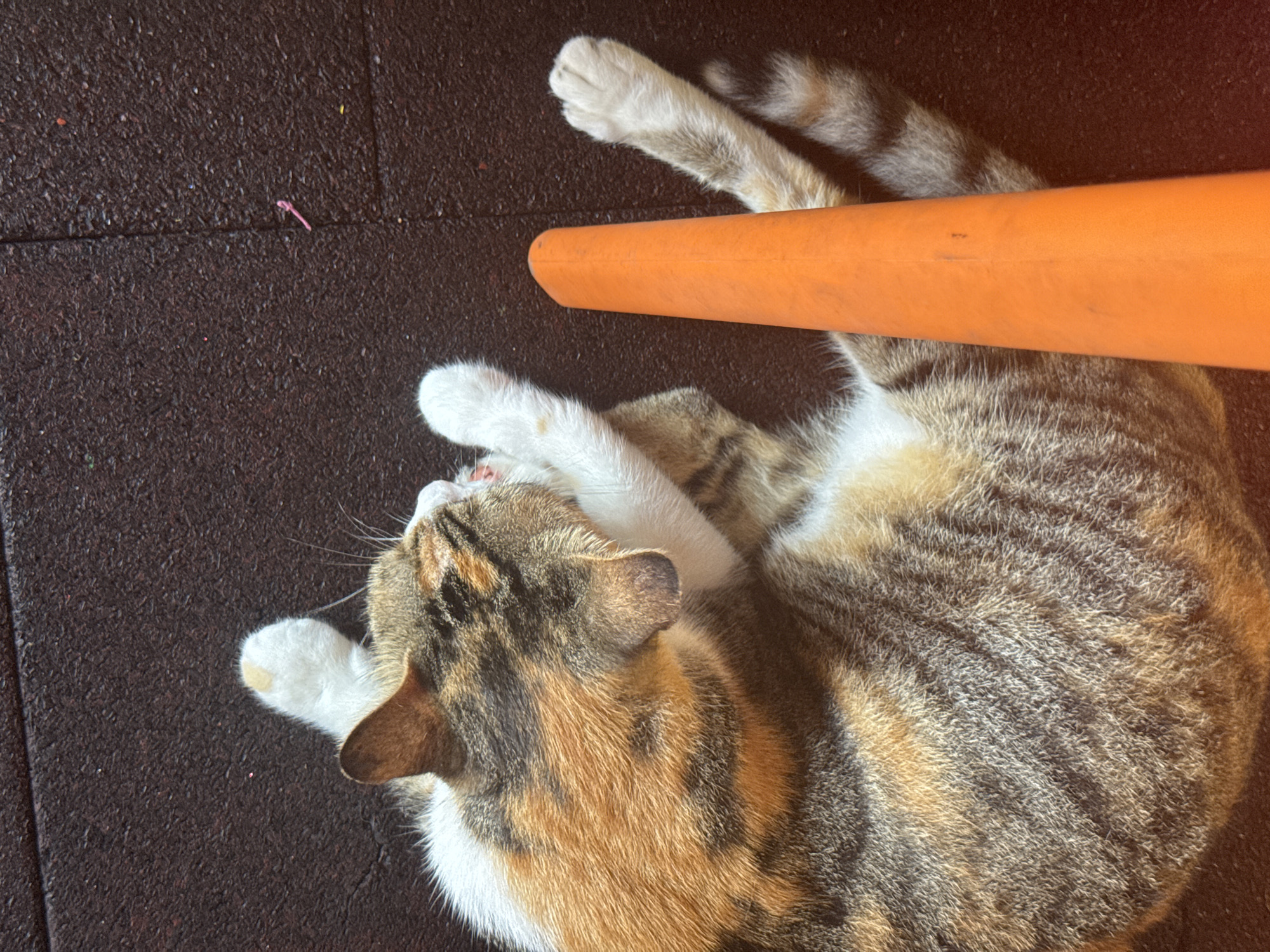 An overhead shot shows a calico cat lying on its back on a dark, textured surface, possibly rubber flooring. The cat's paws are raised in the air, with one paw appearing to be licking its face. An orange traffic cone is positioned vertically to the right of the cat, partially obscuring its body. The cat's fur exhibits patches of white, orange, and brown. The background appears to be a flat, outdoor surface. The location is not discernible from the image.