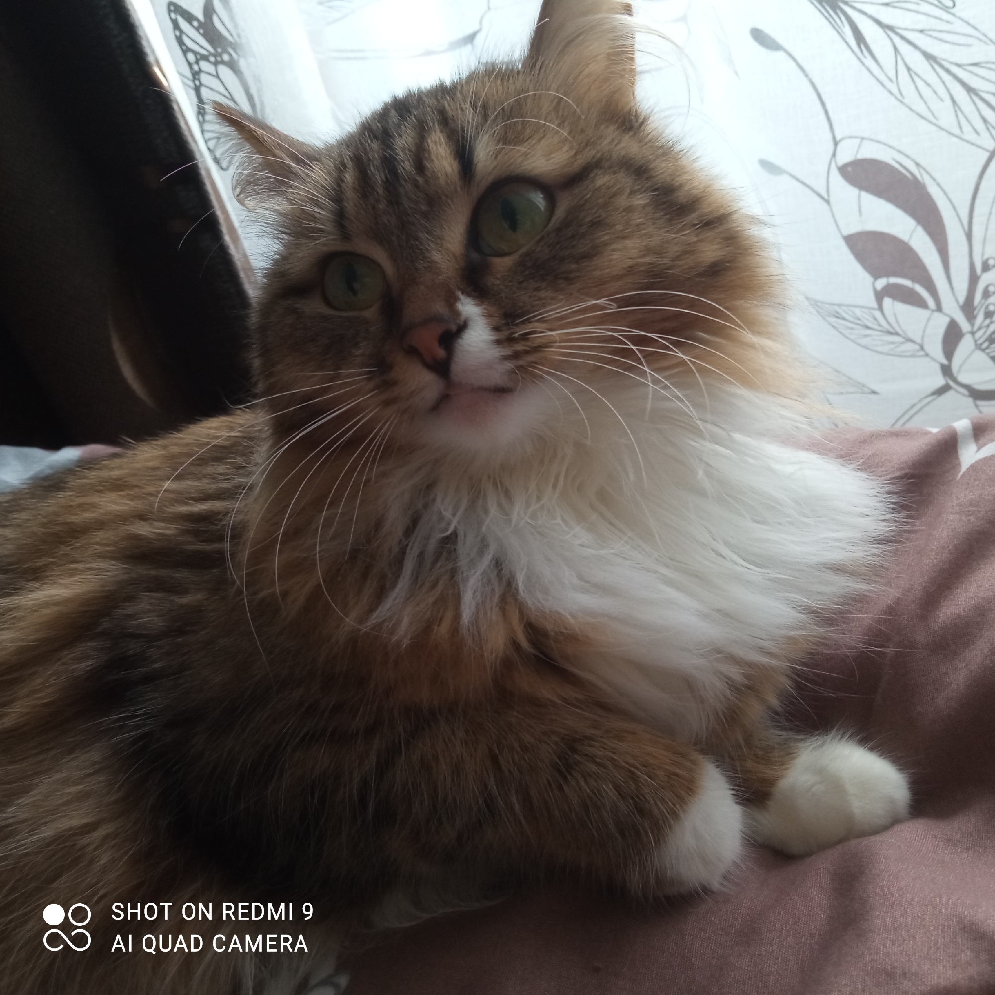 The image captures a close-up of a domestic cat in an indoor setting in Chaikovsky, Russia. The primary subject is a fluffy, long-haired cat with a distinct brown, ginger/orange, and white coat, suggesting a tabby or calico pattern, with prominent white fur on its chest, muzzle, and paws. Its large, round green eyes are a focal point, appearing attentive and directed slightly upwards and to the right. The cat's long white whiskers fan out from its muzzle.
The animal is seen in a relaxed, recumbent posture, resting on a soft, light pink or mauve colored fabric, possibly a blanket or cushion. In the background, a light-colored curtain or sheer fabric with a subtle, abstract floral or leafy pattern is visible, indicating a window or bright light source. The lighting is bright and natural, suggesting it is daytime. The cat appears calm and curious, observing something outside the frame.
In the bottom-left corner of the original image, a visible watermark states: "SHOT ON REDMI 9" and "AI QUAD CAMERA".