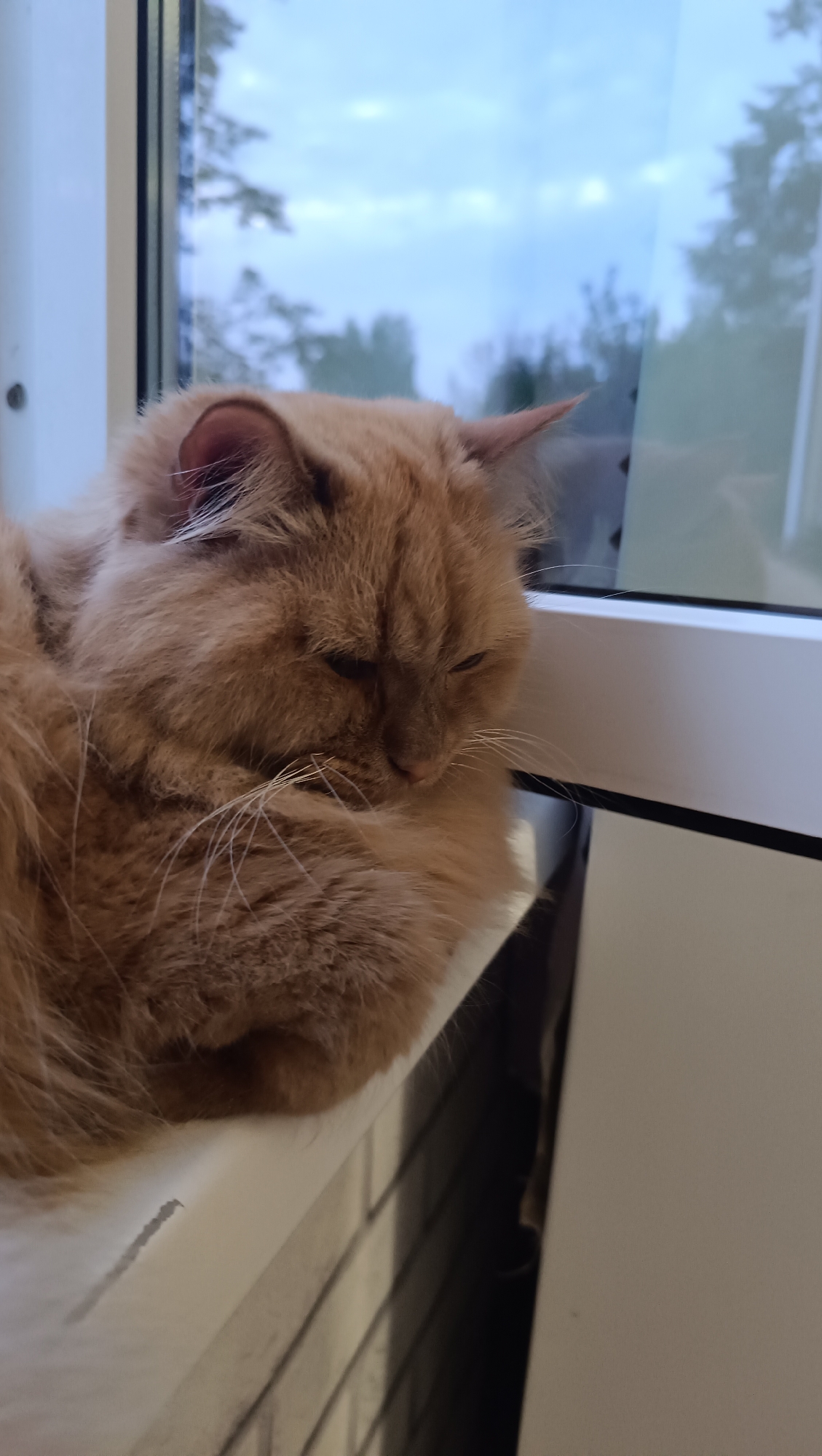 A fluffy ginger cat is curled up on a white window ledge, resting its head on its paws and looking downwards. The cat's fur is a warm orange hue, and its eyes are partially closed, suggesting it is relaxed or sleeping. Behind the cat, a window reveals a cloudy sky and the silhouettes of trees. The window ledge appears to be made of a painted material, with some light scratching visible on its surface. The background shows a brick wall pattern, suggesting the interior of a building. The scene appears to be indoors, with the window providing a view of the outside environment. The location is identified as Chaikovsky, Russia.