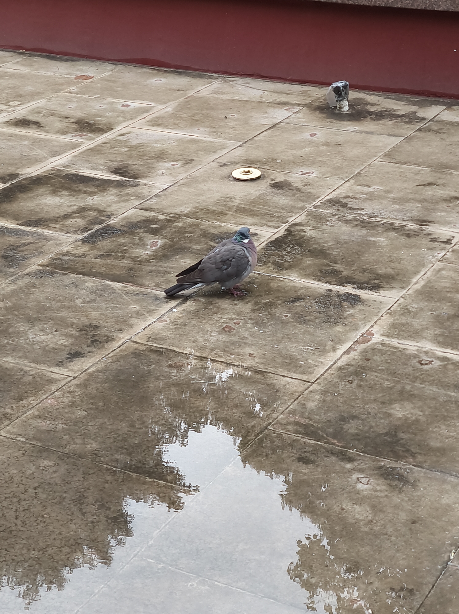A pigeon stands on a tiled surface, with the tiles appearing wet and reflecting light. A drain cover and a pipe protrude from the surface near the top of the frame. The tiles are a mottled grey color. A burgundy-colored horizontal structure is visible at the top. The scene is located in Ternopil, Ukraine.