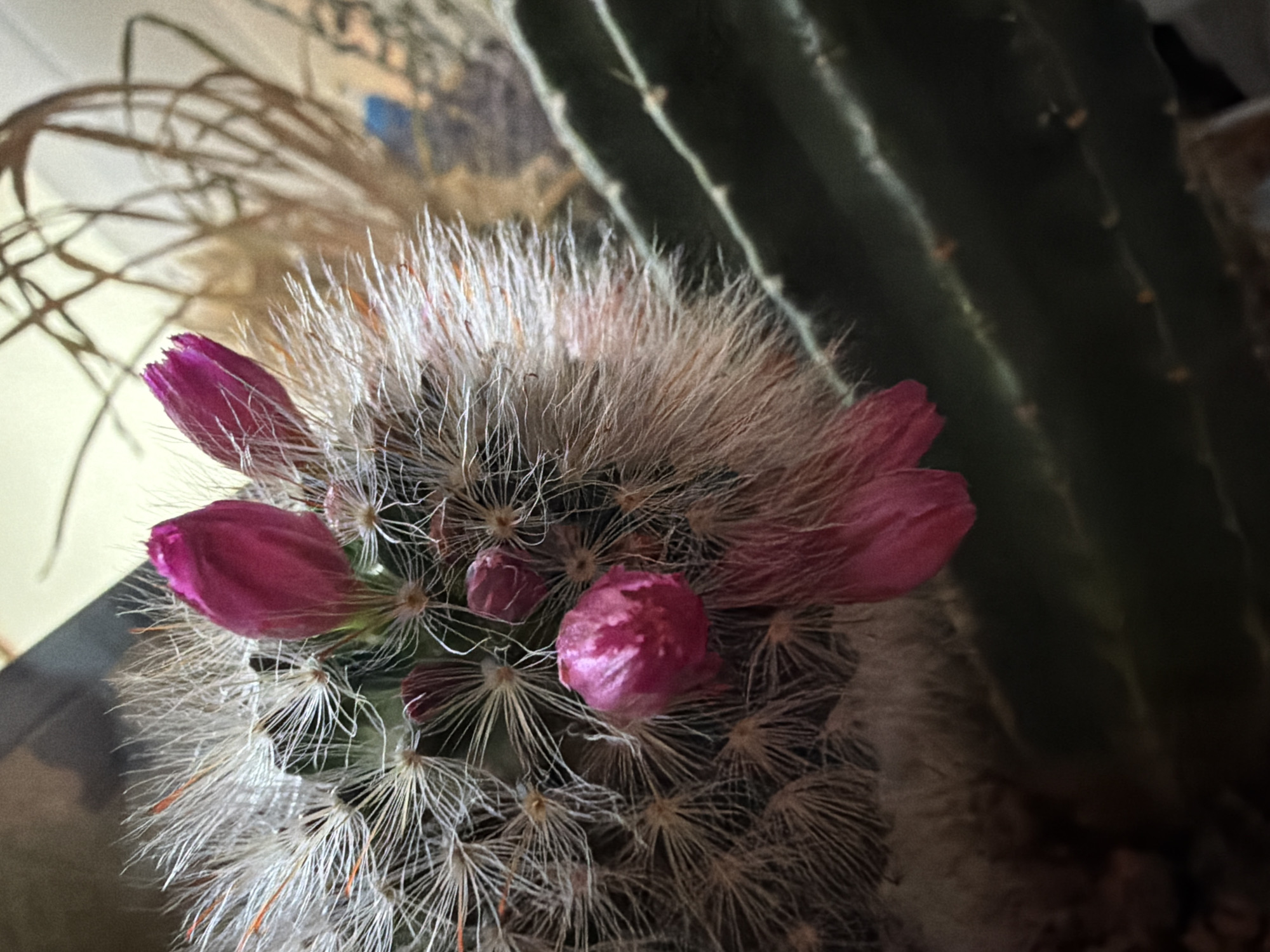 A close-up, indoor photograph captures a cluster of pink cactus flowers in bloom on a fuzzy, white-spined cactus. The flowers are a vibrant fuchsia color and some are still closed buds, while others are partially open. The cactus itself appears to be a mammillaria species, known for its fuzzy appearance and prominent spines. In the background, a large, dark green cactus is visible, along with dry, brown plant material and hints of a blurred blue object. The lighting is soft, creating a gentle glow on the flowers and the cactus's spiky surface. The image is not identifiable as being from a specific city or location.