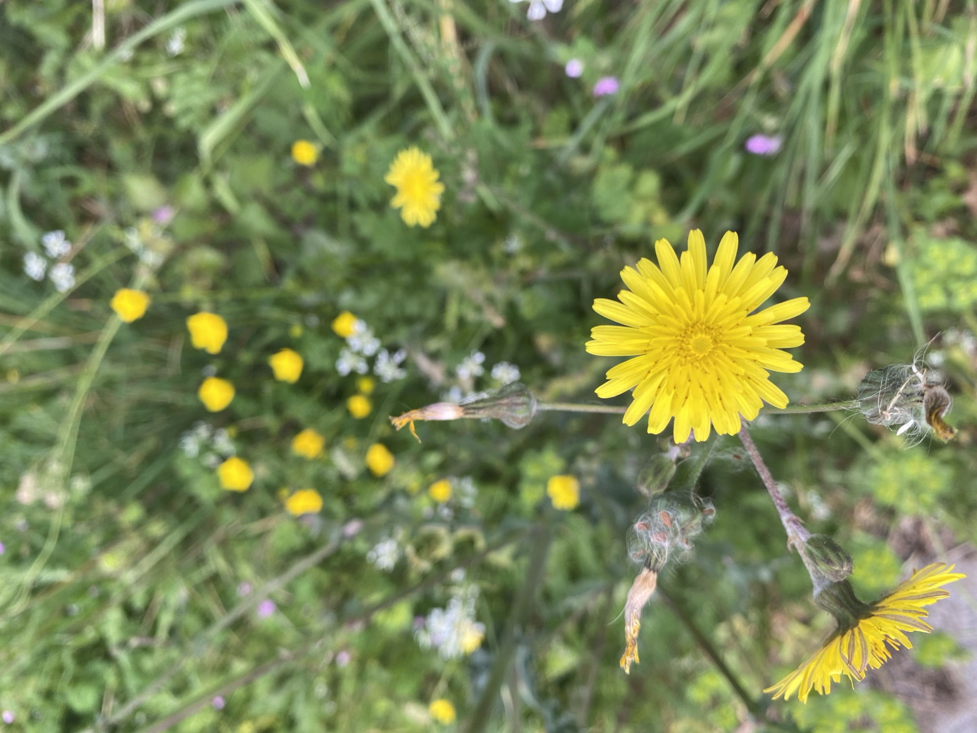 The image shows a patch of wildflowers in Budva, Montenegro. A bright yellow dandelion stands out prominently in the foreground, surrounded by other smaller yellow flowers, and small white and purple wildflowers. The background is a mix of green grass and foliage. The focus is primarily on the dandelion, with the surrounding flora slightly blurred. The overall scene suggests a natural, uncultivated area.