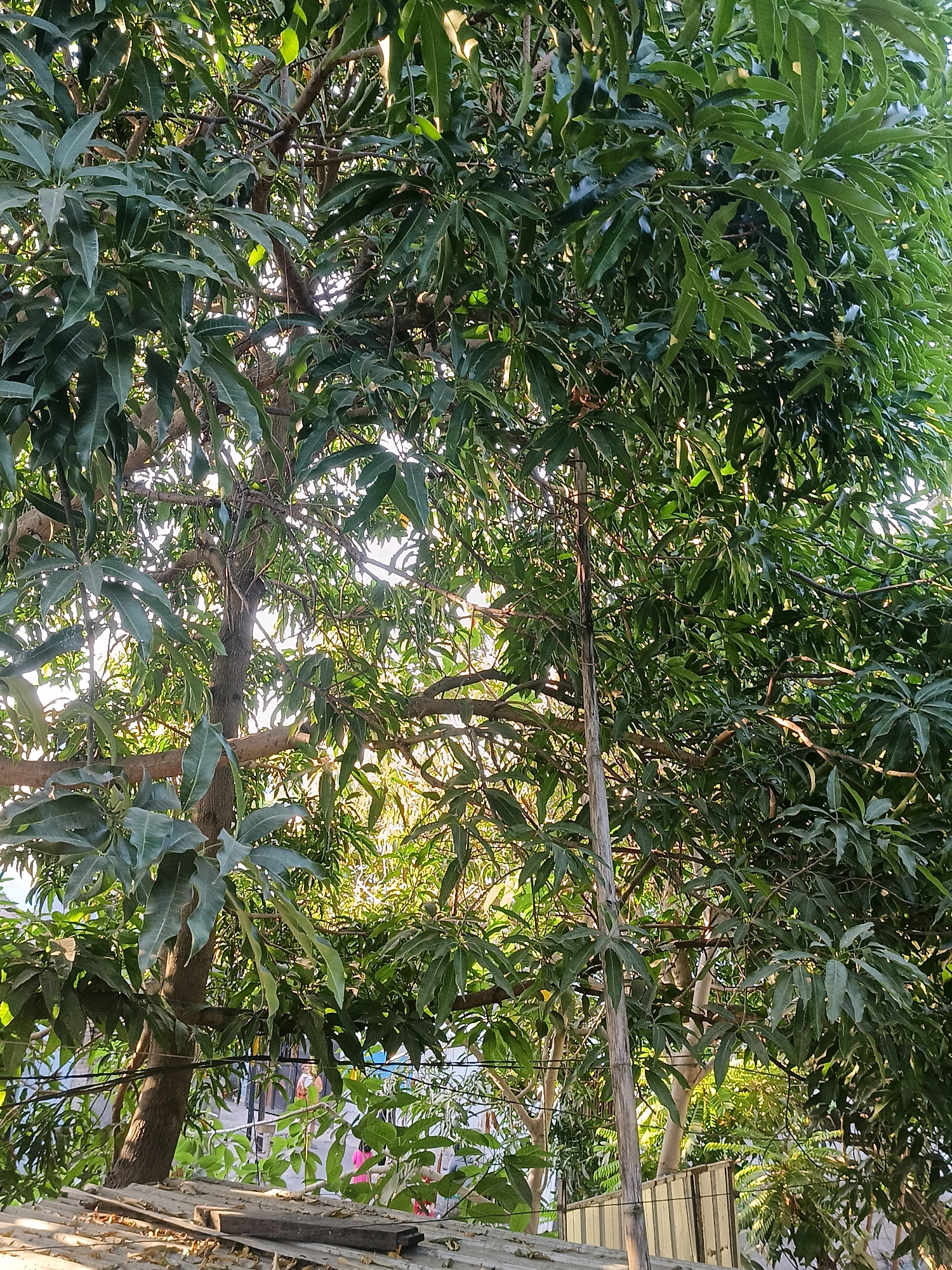 The image is an outdoor, eye-level, vertical shot of dense green foliage from a tree, likely a mango tree, with sunlight filtering through the leaves. In the background, a glimpse of buildings and what appears to be a street scene in Makassar, Indonesia, is visible. The foreground shows a corrugated metal roof and some wooden planks. A thin, vertical wooden pole stands amidst the leaves, possibly supporting the tree or a structure. There are no discernible people in focus or actively engaged in any specific actions.