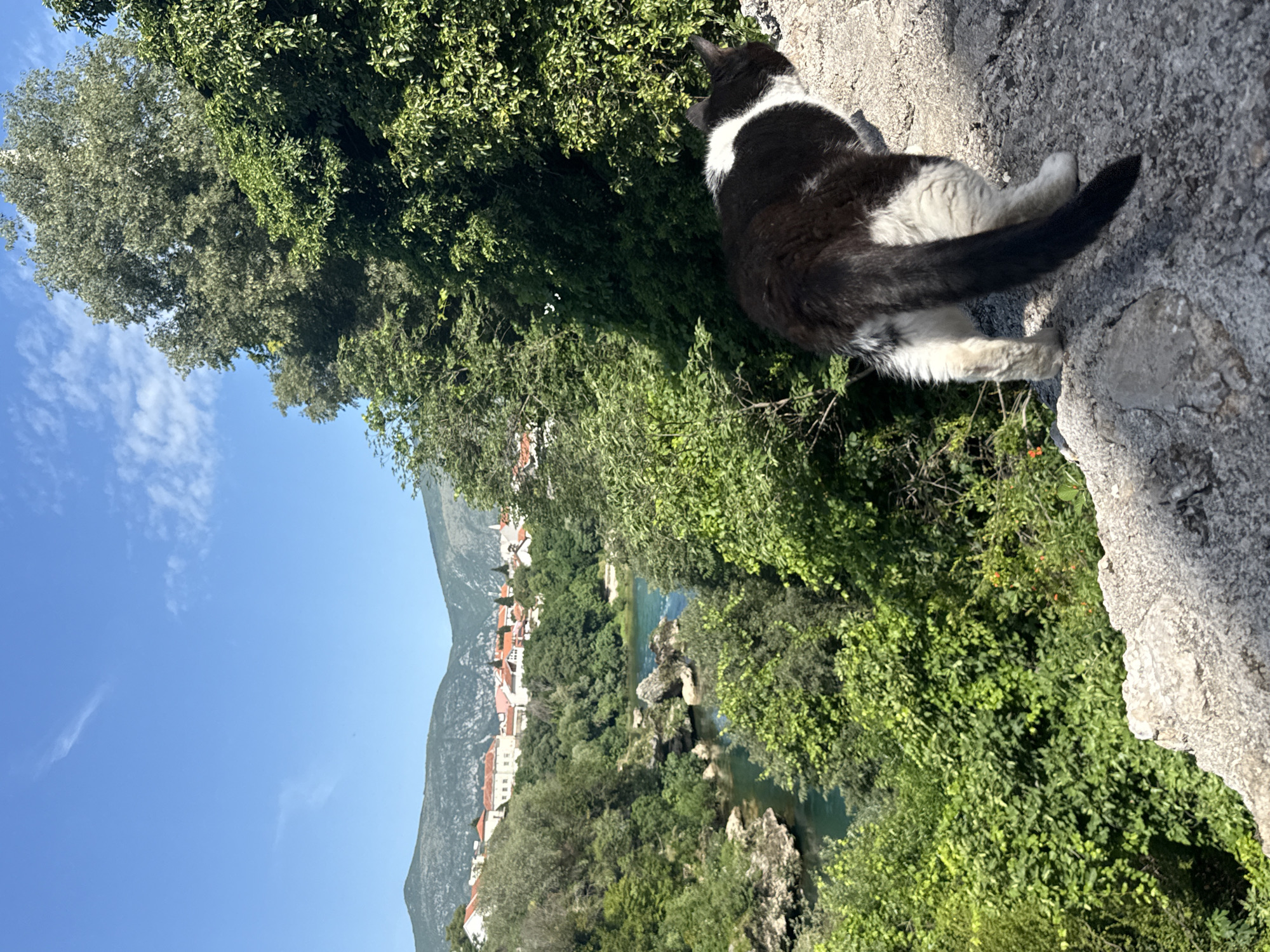The image displays an outdoor, panoramic scene from Mostar, Bosnia and Herzegovina, under a clear, bright blue sky with sparse white clouds. In the lower right foreground, a black and white cat is positioned with its back to the viewer, facing towards the right, standing on light grey, textured rocky ground. The cat features a largely black body with a prominent white patch on its lower back and upper legs, and a black tail. Below and extending into the midground, a deep river gorge is densely covered with lush green deciduous trees and shrubs. A turquoise-colored river flows through the bottom of the gorge, revealing several large rock formations within the water. On the far bank of the river, a cluster of residential buildings with white facades and distinct red-tiled roofs is visible, nestled among the vegetation. In the distant background, rolling mountains rise above the townscape. The scene is illuminated by strong daylight.