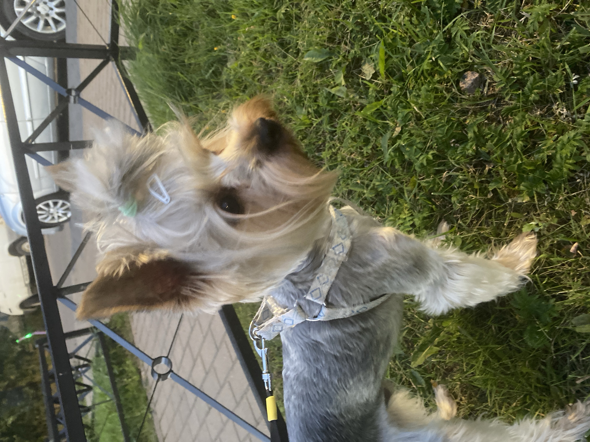 A small Yorkshire Terrier, wearing a white harness with a blue diamond pattern and attached to a leash with a yellow handle, stands on a grassy area. The dog has light-colored fur, a darker brown ear, and a dark nose. Two small, light green and white hair clips are visible in its fur. In the background, a black metal fence runs horizontally across the image, with paved ground visible behind it. Beyond the fence, a silver car and a white car are parked. The environment appears to be an urban setting, possibly a park or sidewalk area, with green grass and some small yellow flowers. The lighting suggests it is daytime, with sunlight casting shadows.