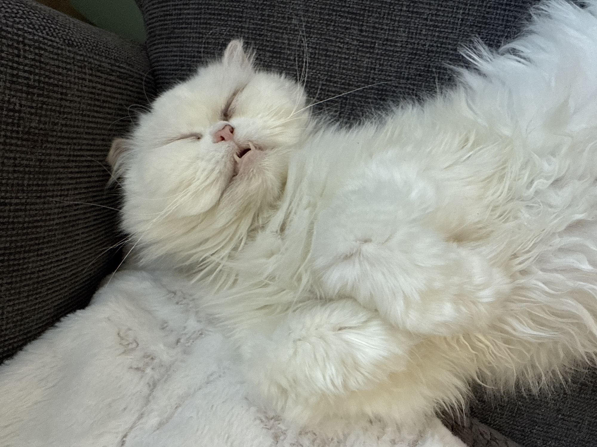A white, long-haired cat is sleeping on a textured, gray surface that resembles a couch or chair. The cat is lying on its back with its paws curled. The cat's eyes are closed, and its mouth is slightly open, revealing a hint of its teeth. The background is out of focus. There is no evidence that this is in Burgas, Bulgaria.