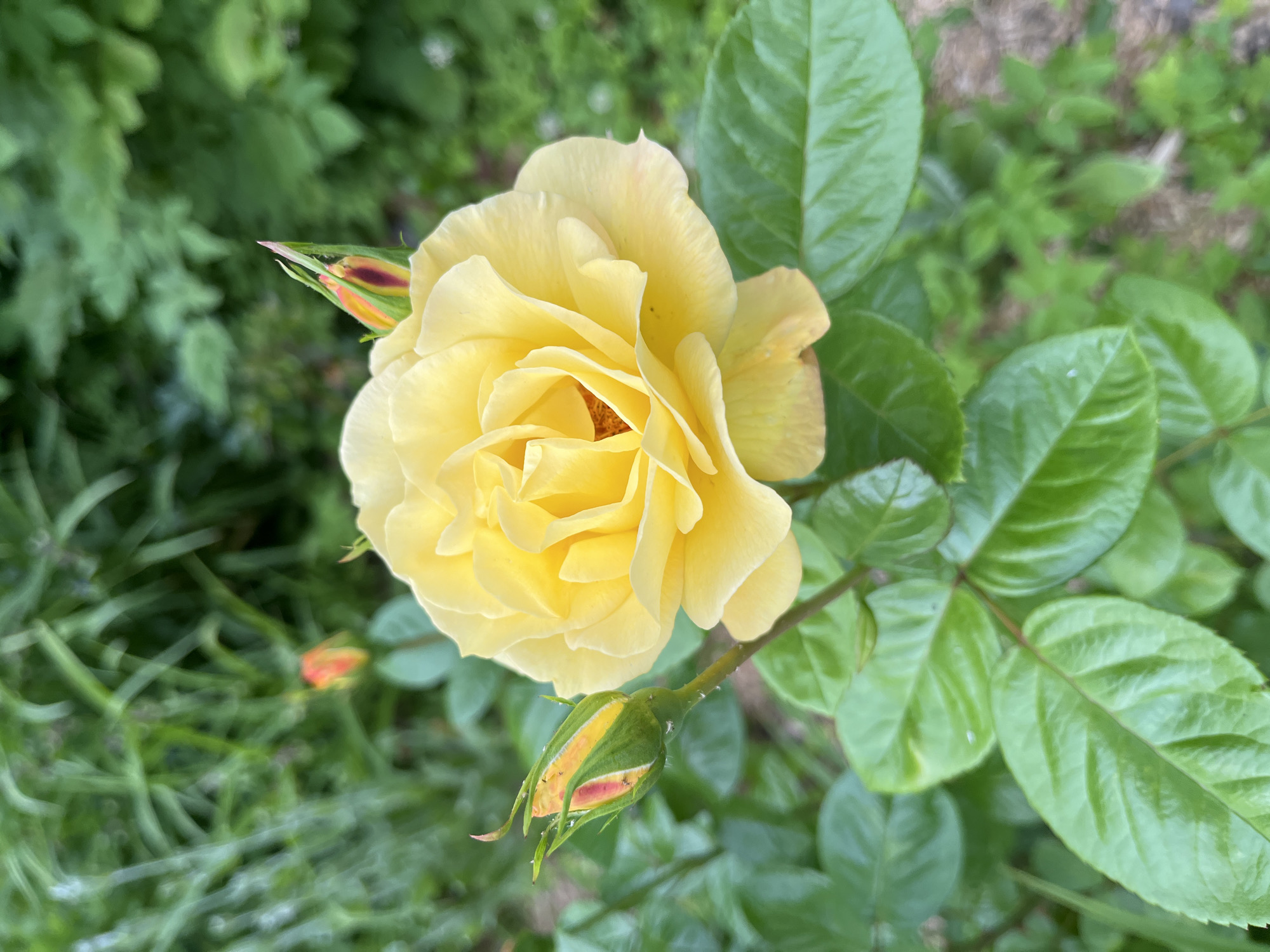 This media file showcases a close-up view of a yellow rose in bloom, surrounded by lush green foliage. The rose is the prominent subject, with its petals unfurling and revealing a warm, buttery yellow hue. Two rosebuds are also visible, one closer to the main flower and another lower down, both in various stages of development with hints of red and orange peeking through their green sepals.
The background is a soft blur of green, suggesting a garden setting with other plants and possibly some soil. The lighting indicates it is daytime, likely under natural light, and the freshness of the greenery implies good weather. There are no people or text visible in the image. The focus is entirely on the natural beauty of the rose and its burgeoning companions. The scene evokes a sense of tranquility and the vibrant life of a garden in bloom. The location context of Starye Politsy, Russia, provides a geographical setting for this natural tableau.