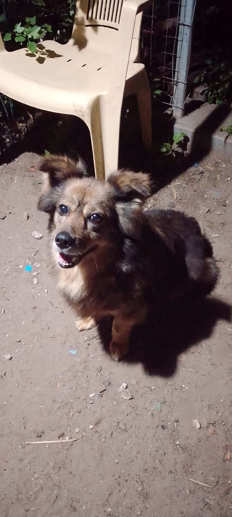 A medium shot captures a small, brown dog with shaggy fur sitting on a dirt ground in an outdoor, dimly lit environment. The dog is looking up and to the left with its mouth slightly open, revealing its teeth. The dog's ears are perked up. Behind the dog, to the left, is the leg and seat of a light-colored plastic chair. To the right of the dog, a vertical metal pole with wire mesh is visible. The ground is a mixture of dirt, small stones, and scattered debris, including what appears to be a small blue piece of plastic. Shadows are cast on the ground from the chair and the dog. The scene is located in an unspecified outdoor area within the city of Belgorod, Russia.