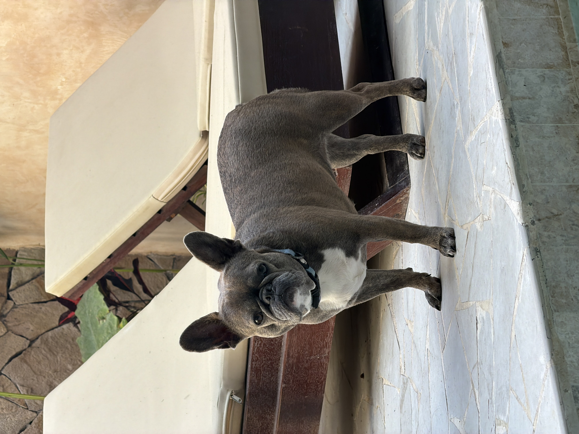 A full-body, eye-level outdoor shot captures a French Bulldog with a grey coat and white chest standing on a light-colored tiled patio. The dog faces the camera, its ears perked and its expression serious. A blue collar with black accents is visible around its neck. Behind the dog are two cream-colored chaise lounges with wooden frames, partially obscured by foliage and a rough stone wall. The scene appears to be in a tropical setting, possibly a resort or private residence, consistent with locations in Kuta, Indonesia, known for its beaches and hotels. The lighting suggests it is daytime.