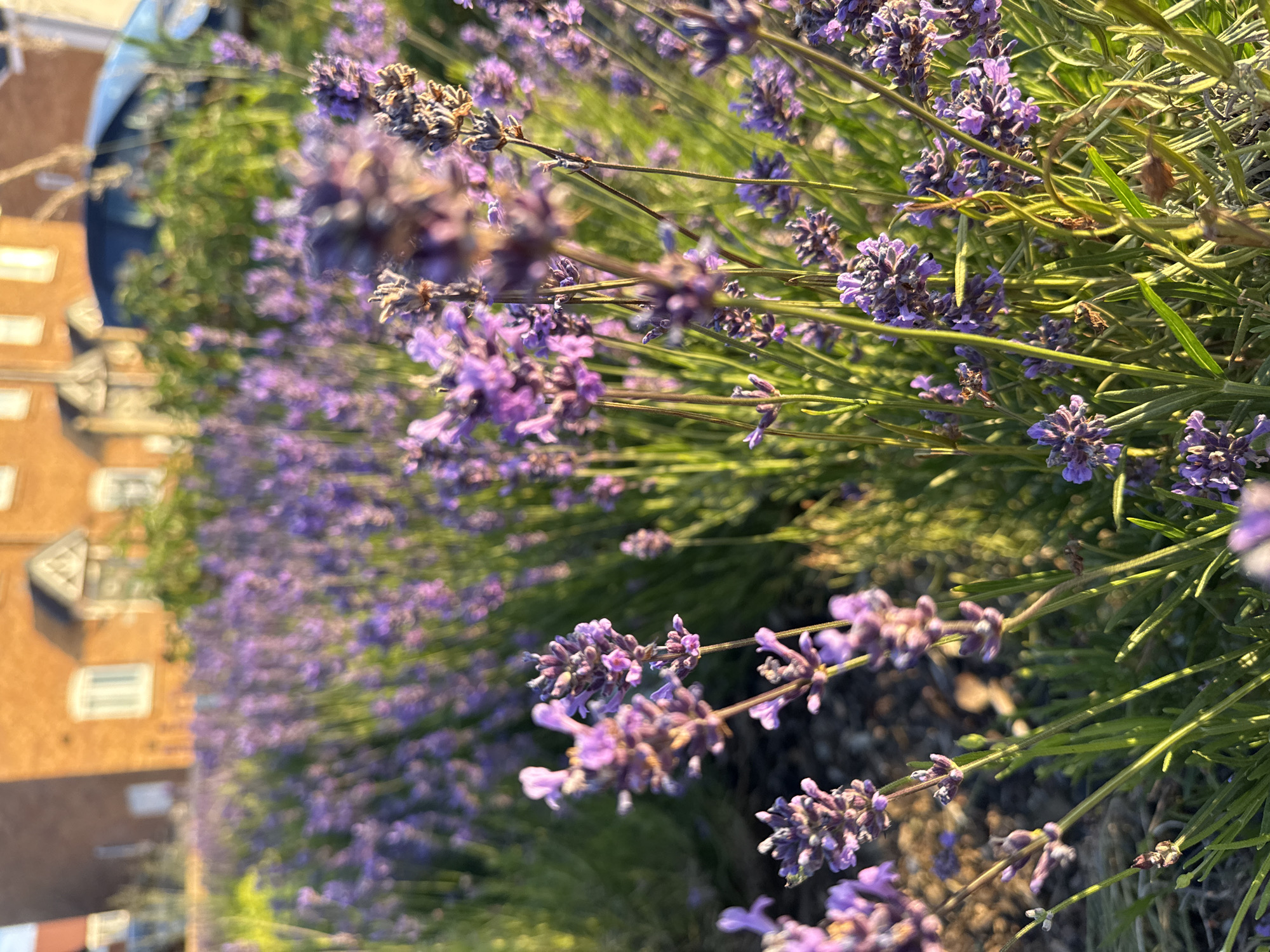 The image depicts a close-up view of a field of lavender flowers with a row of brick houses in the background. The lavender plants are lush and vibrant, with their characteristic purple blooms filling the foreground and midground. The sunlight casts a warm glow on the scene, highlighting the delicate textures of the flowers and the green stems. In the background, the brick houses appear to be residential properties, with windows and rooflines visible. A dark-colored car is parked in front of one of the houses. The overall impression is one of a peaceful, natural setting within a developed area. Based on the architectural style of the houses and the presence of lavender, this scene is consistent with residential gardens found in the town of Great Yarmouth, United Kingdom, possibly in a suburban or newly developed area.