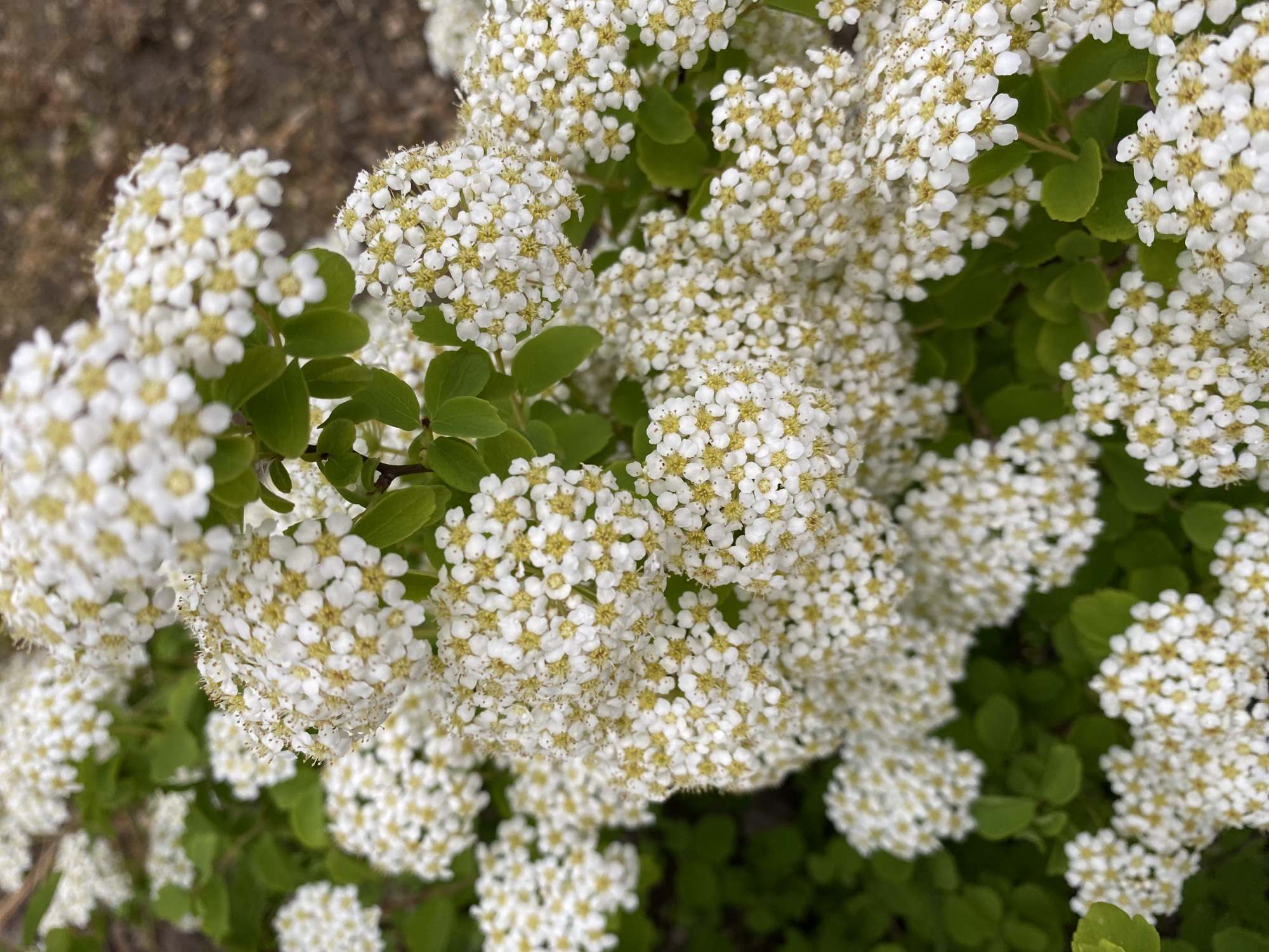 The image shows a close-up view of a flowering shrub. The shrub is covered in numerous small, white flowers with yellow centers, clustered together in dense bunches. Several green leaves are visible amidst the flowers. The background is blurred and includes soil. There is no evidence of location or people.