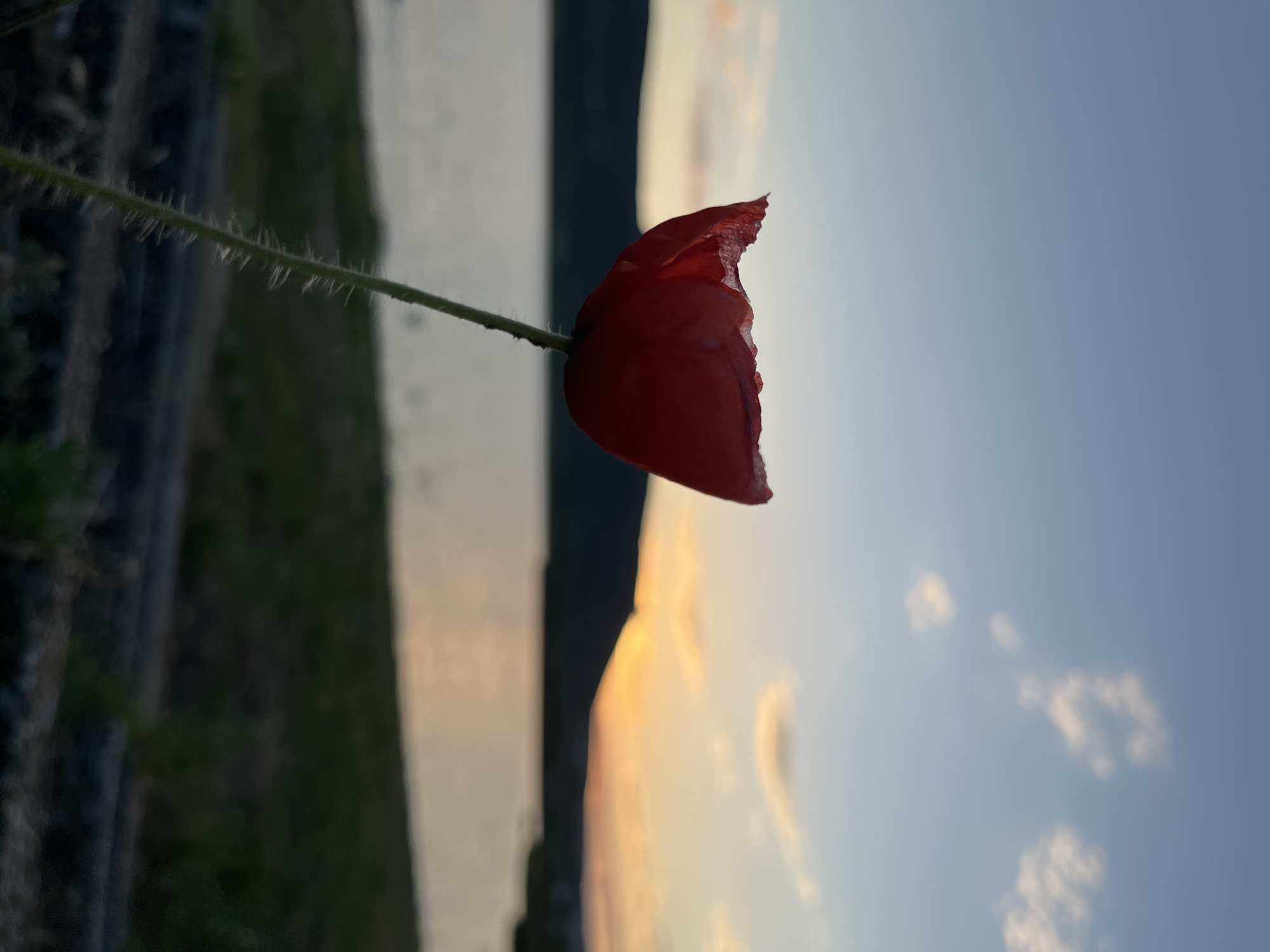 A close-up of a single red poppy flower with a delicate stem stands in the foreground. The flower is in focus, showing its ruffled edges and a slight tear on one petal. Behind the poppy, a calm body of water reflects the warm hues of a sunset. The horizon is marked by a dark, silhouetted hill. The sky transitions from a soft blue at the top to shades of orange and yellow near the horizon, with a few wispy clouds scattered across it. The environment appears to be a natural landscape, possibly a park or a lake area, with some vegetation visible in the mid-ground. The scene evokes a sense of tranquility and natural beauty. The location in Shumen, Bulgaria, suggests an outdoor setting within or near the city limits.
