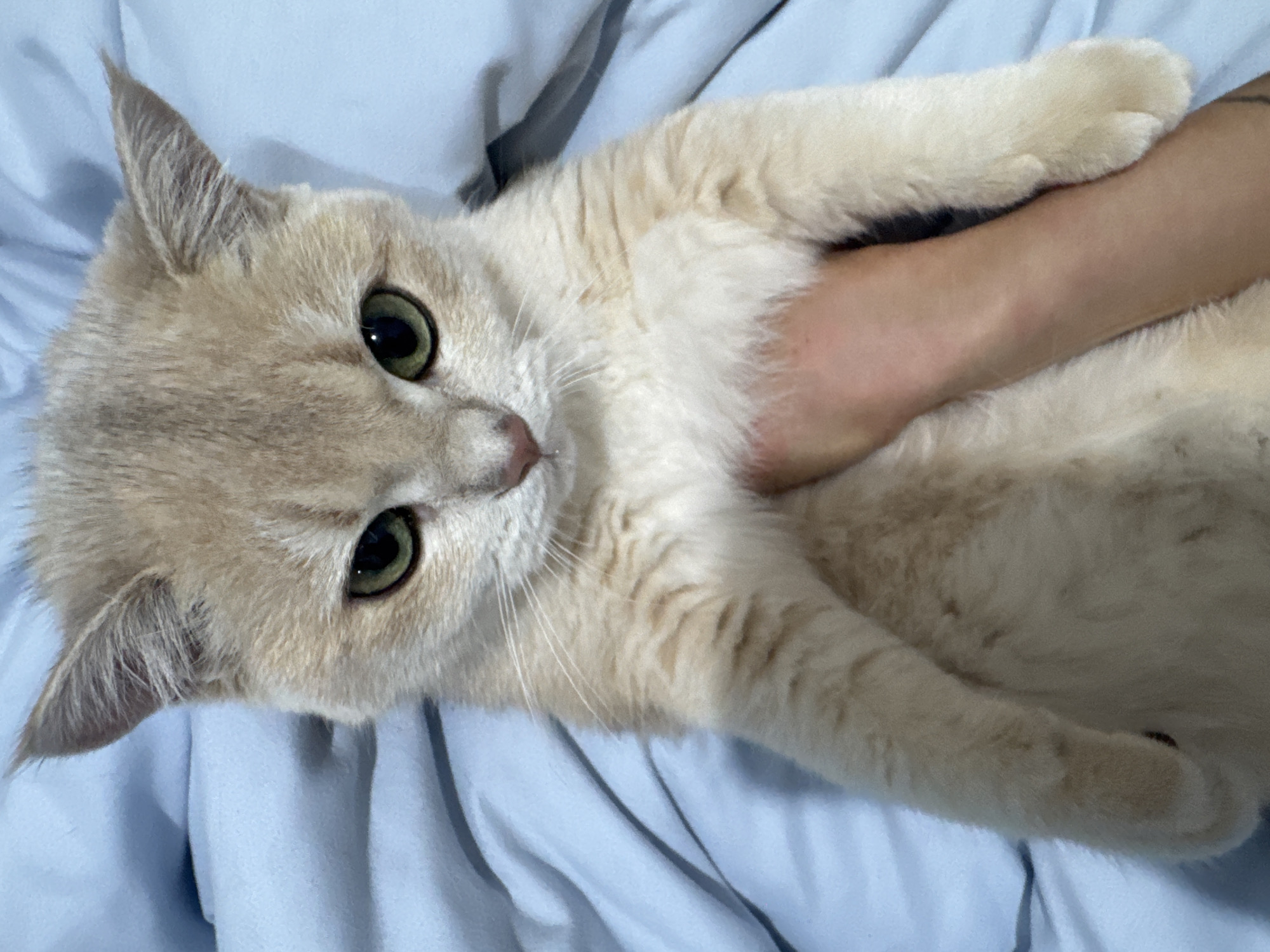 A cream-colored domestic cat with round, green eyes and light-colored fur is the central subject, positioned upright. Its face is directed towards the viewer, with whiskers prominently visible. A fair-skinned human hand is visible, supporting the cat from underneath its chest and belly area. The cat's front paws are visible on either side of the hand. The background consists entirely of soft, light blue fabric, likely a blanket or sheet, with gentle folds, indicating an indoor setting. The specific location within the city of Dubai, United Arab Emirates, is not discernible from the visual information provided.