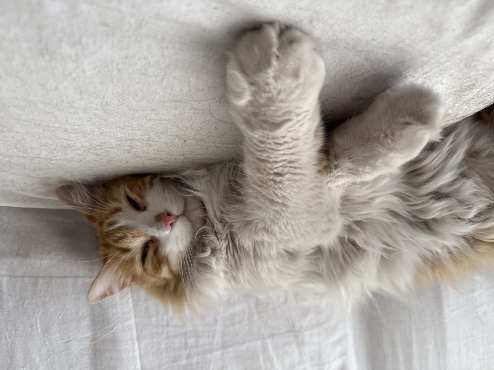 An orange and white cat is depicted resting on its back, partially upside down, on a white bed or soft surface. The cat's head is visible towards the bottom left, featuring a pink nose and mostly closed eyes, suggesting it is sleeping or very relaxed. Its face shows distinct orange and white fur patterns, with long white whiskers.
The cat's fluffy white belly and chest are prominent, with its front paws extended upwards towards the top of the frame. One paw is more clearly visible, showing soft white fur and a large, rounded paw pad. The paws appear to be gently curled, pressing against the white fabric above. The cat's fur is long and appears very soft, covering its body and extremities.
The background consists entirely of a white, textured fabric, likely a sheet or blanket, which provides a clean and soft setting. The lighting is soft and even, indicating an indoor environment, possibly during the daytime. No specific location cues for Puebla, Mexico, are visible, nor is any text. The overall scene conveys a sense of peace, comfort, and feline contentment.